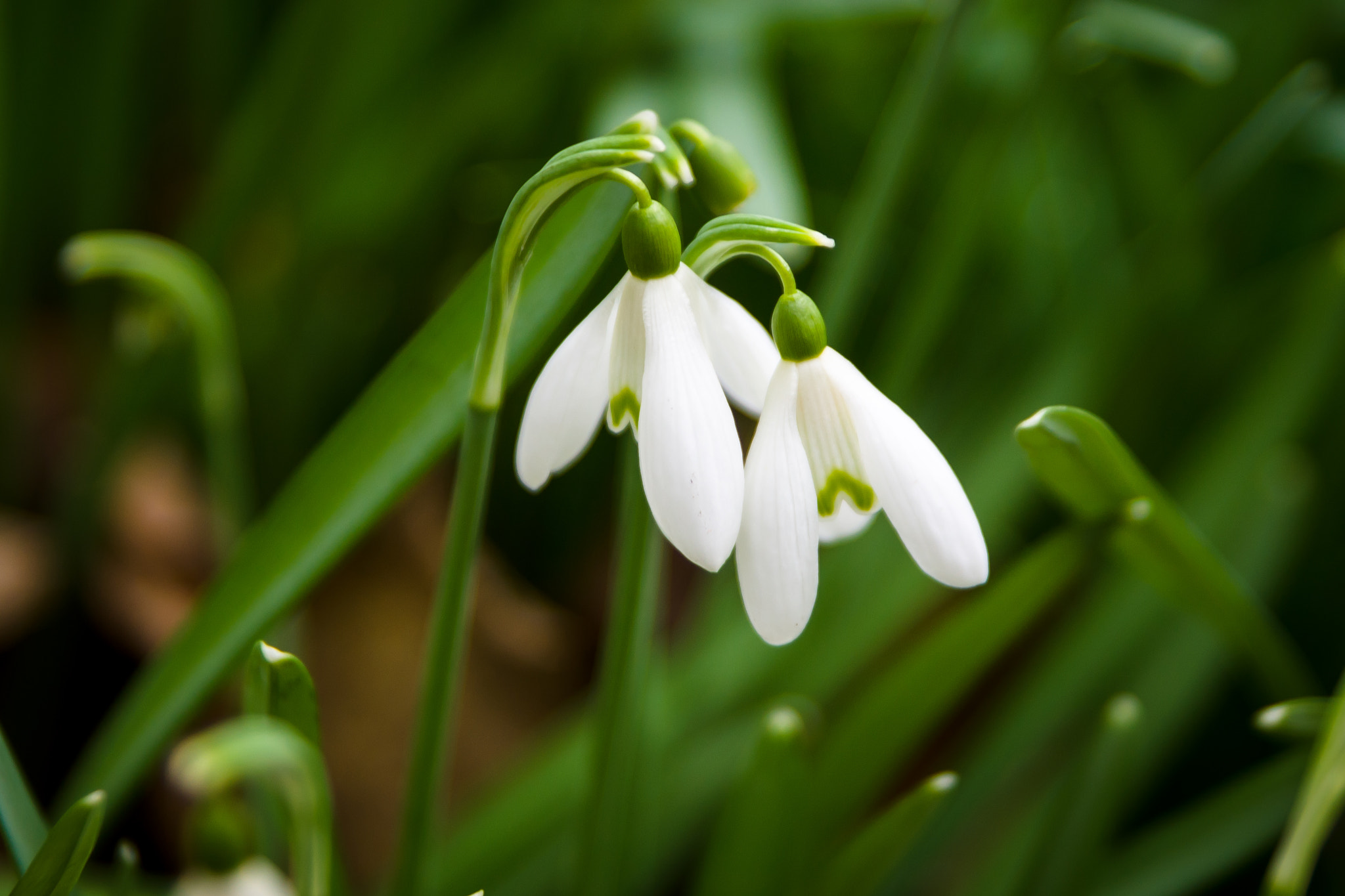 Sony SLT-A65 (SLT-A65V) + Tamron SP 24-70mm F2.8 Di VC USD sample photo. Snowdrop photography