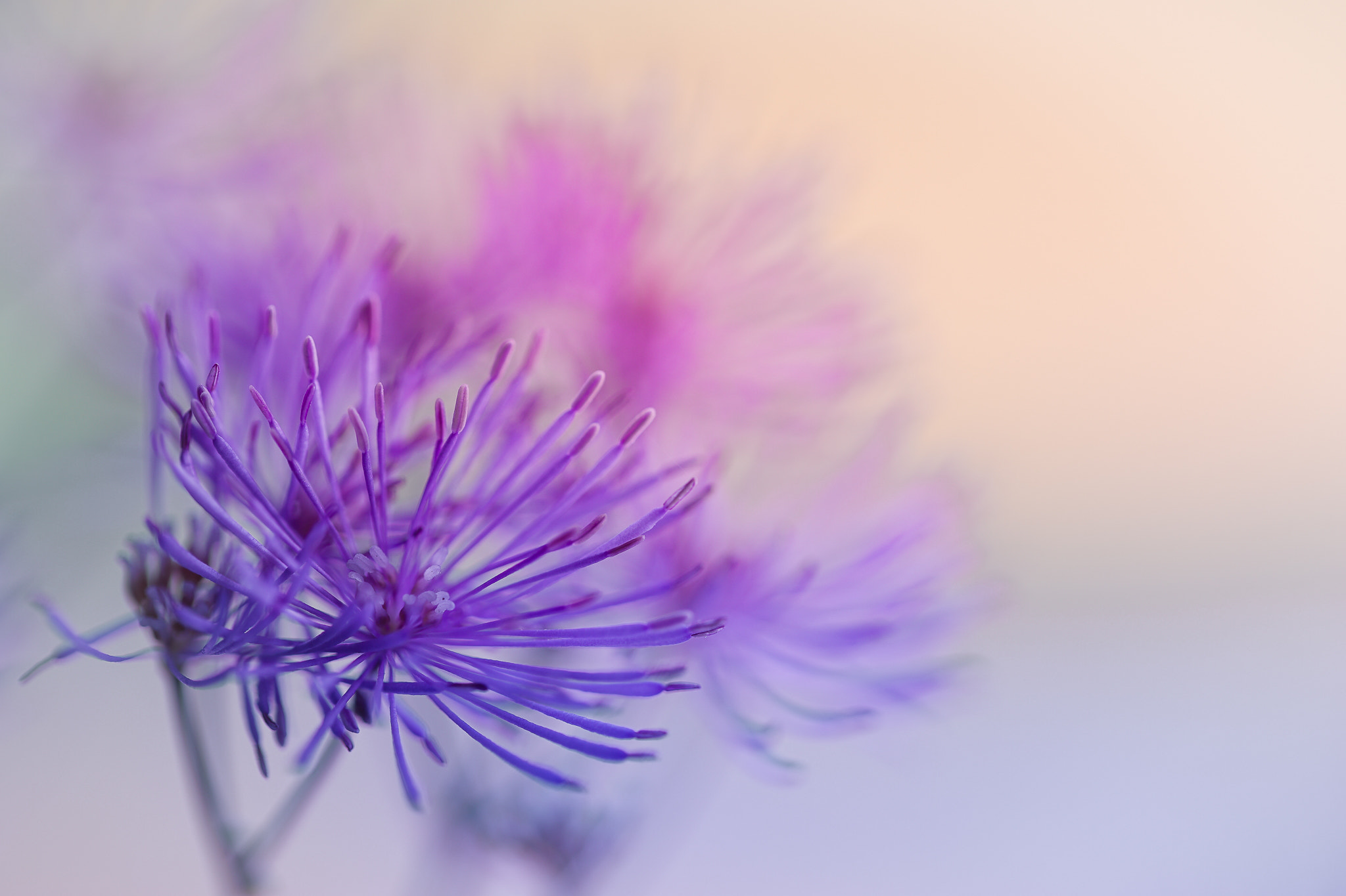 100mm F2.8 G SSM OSS sample photo. Botanic fireworks... photography