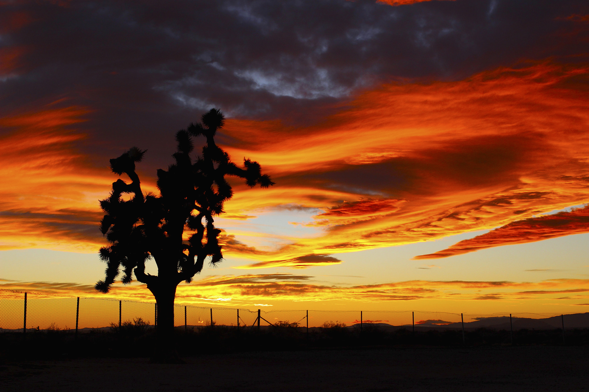 Canon EF 40mm F2.8 STM sample photo. Cactus sunset photography