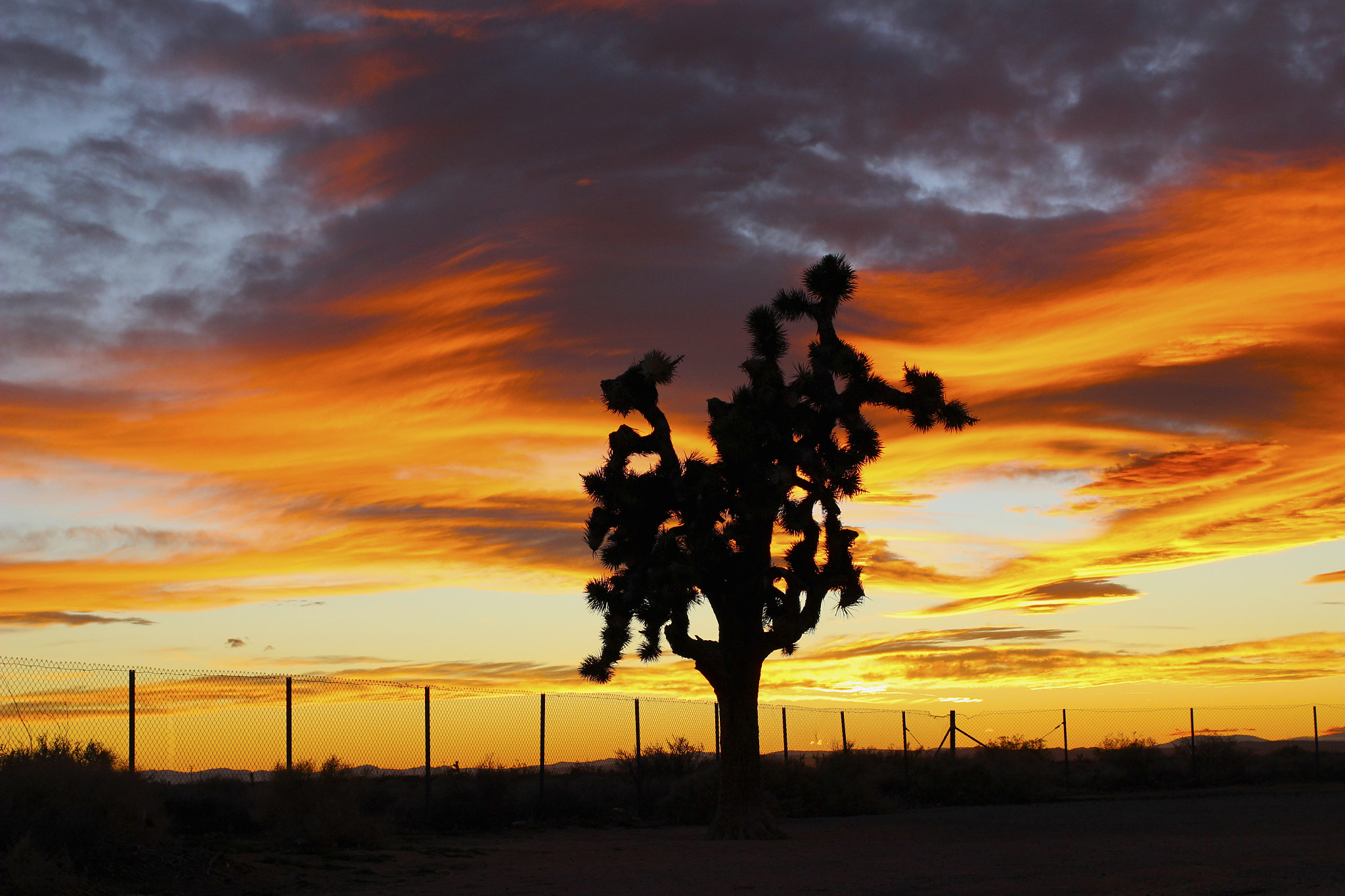 Canon EF 40mm F2.8 STM sample photo. Cactus sunset ii photography