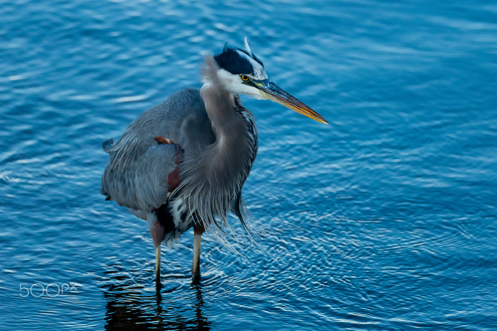 Canon EOS 5DS + Sigma 150-600mm F5-6.3 DG OS HSM | C sample photo. Great blue heron photography