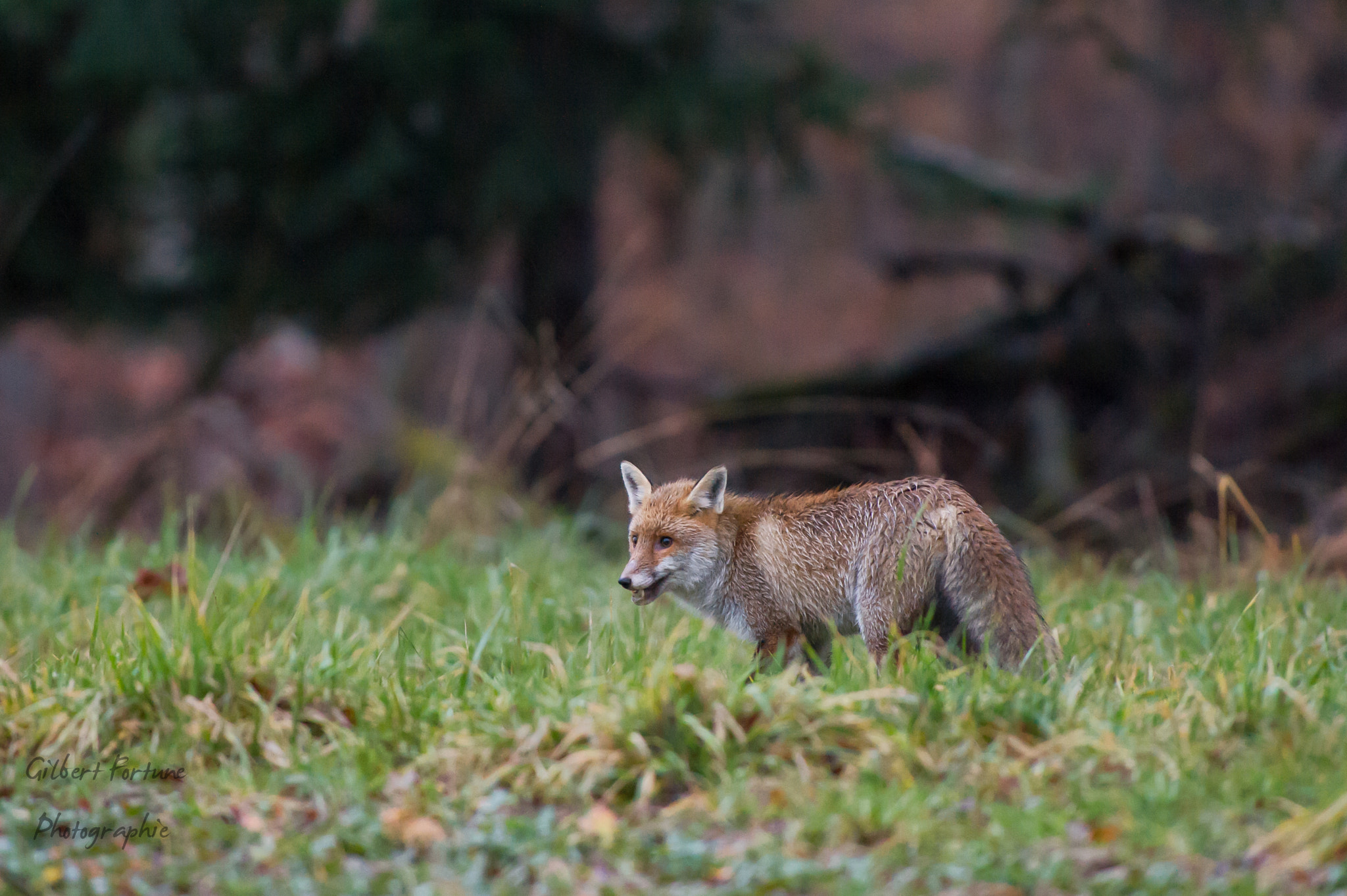 Nikon AF-S Nikkor 300mm F2.8G ED VR II sample photo. Renard à l'aube photography