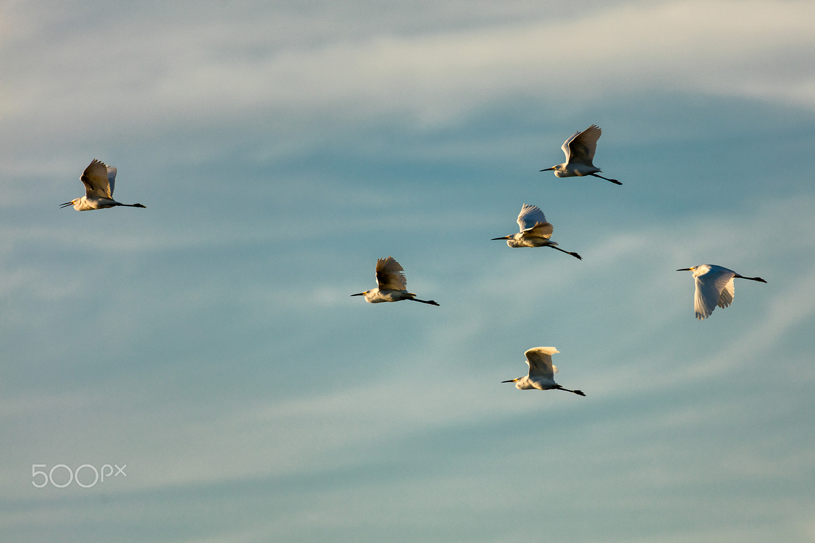 Sigma 150-600mm F5-6.3 DG OS HSM | C sample photo. Flock of great white egret in flight photography