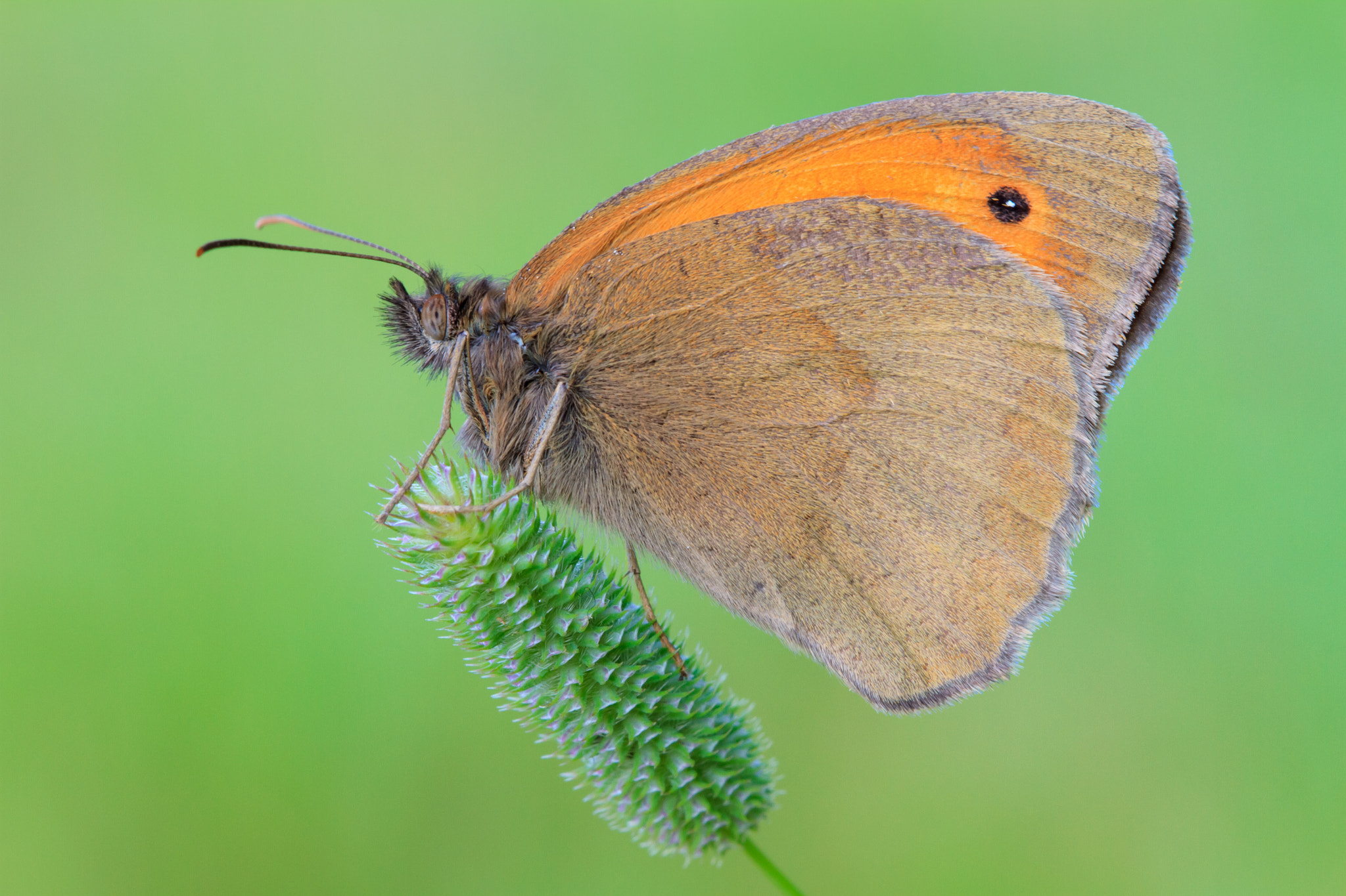 Canon EOS 7D + Canon EF 100mm F2.8 Macro USM sample photo. Meadow brown photography