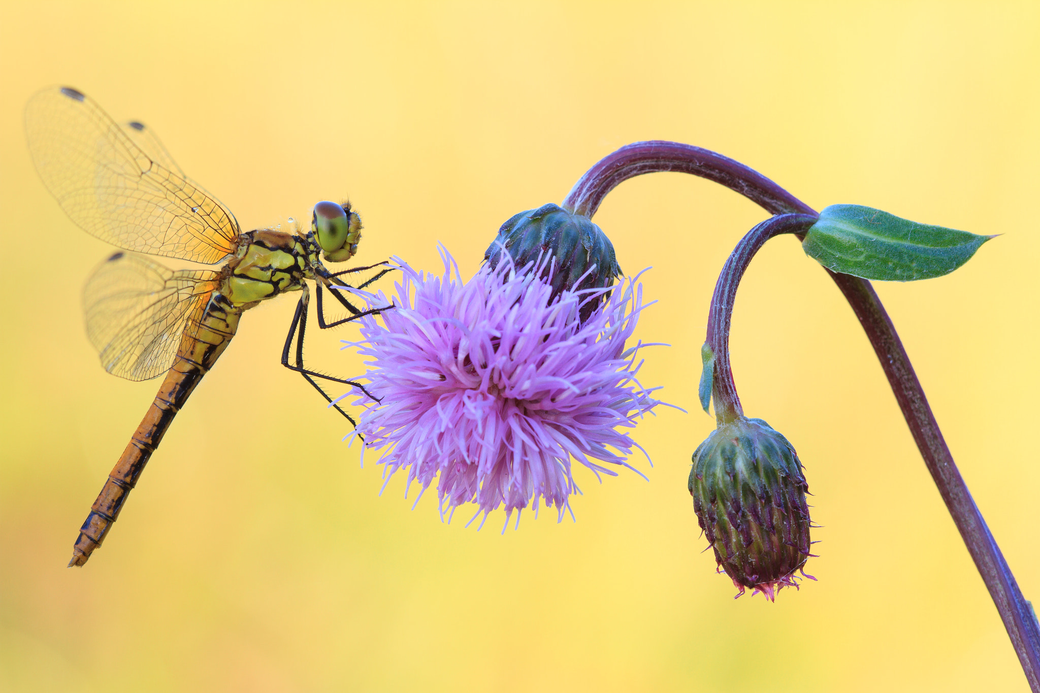 Canon EOS 7D + Canon EF 100mm F2.8 Macro USM sample photo. Dragonfly. photography