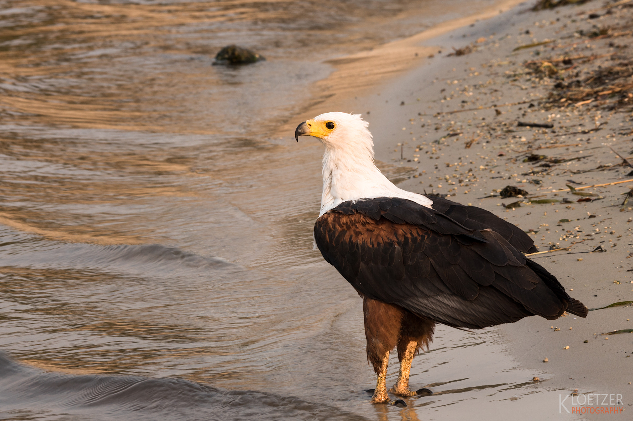 Sony ILCA-77M2 sample photo. African fish eagle | chobe river photography