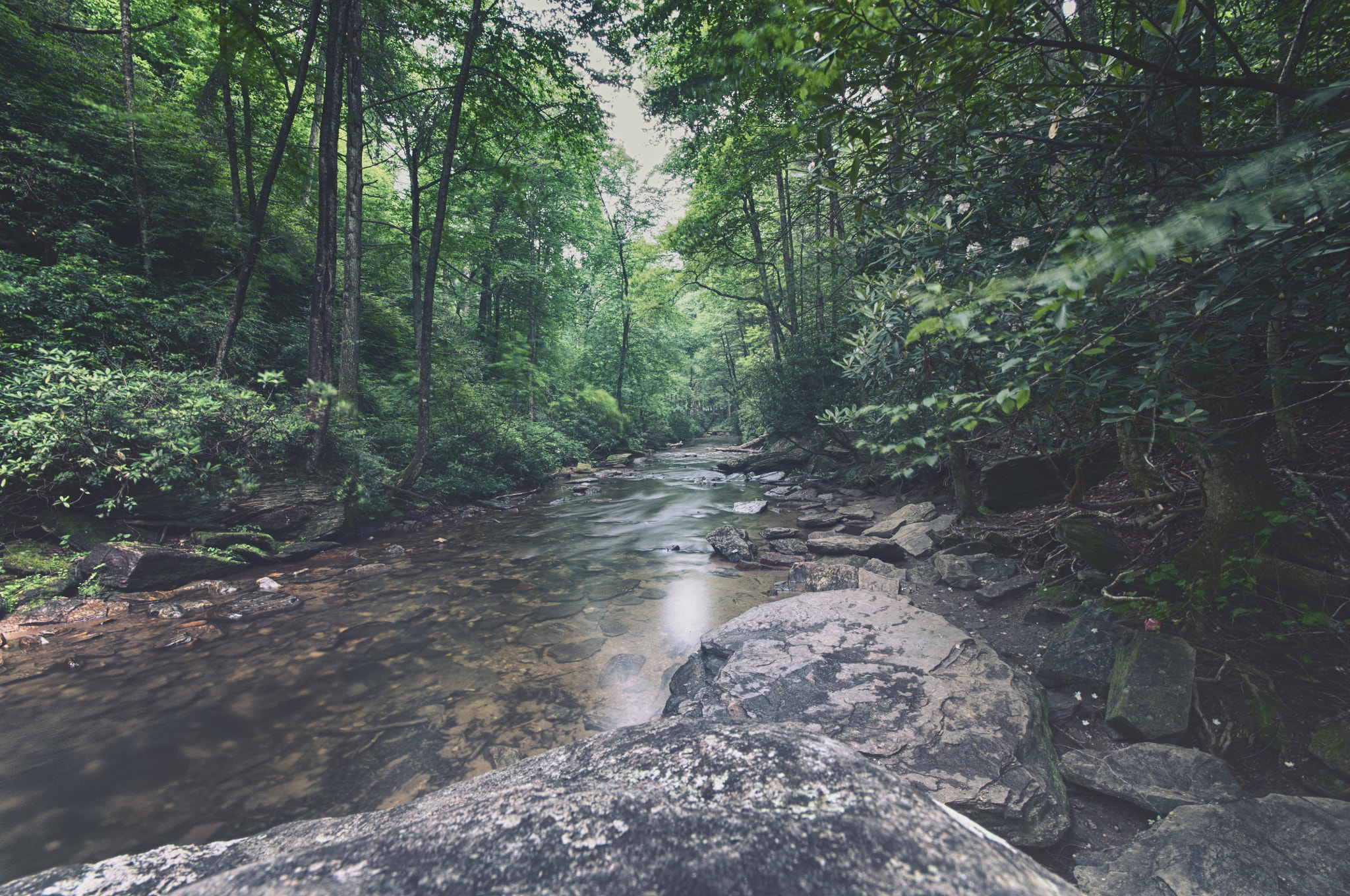 Sigma AF 10-20mm F4-5.6 EX DC sample photo. Enchanted forest photography