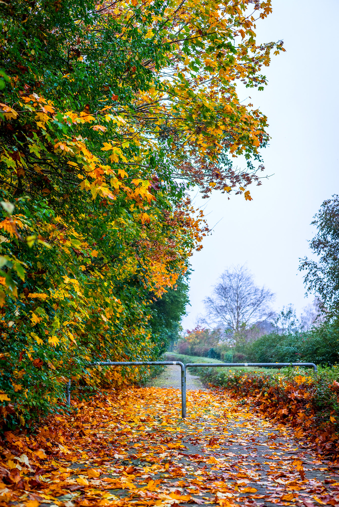 Sony a7R + Sony 50mm F1.4 sample photo. Path in the park with autumn maple photography