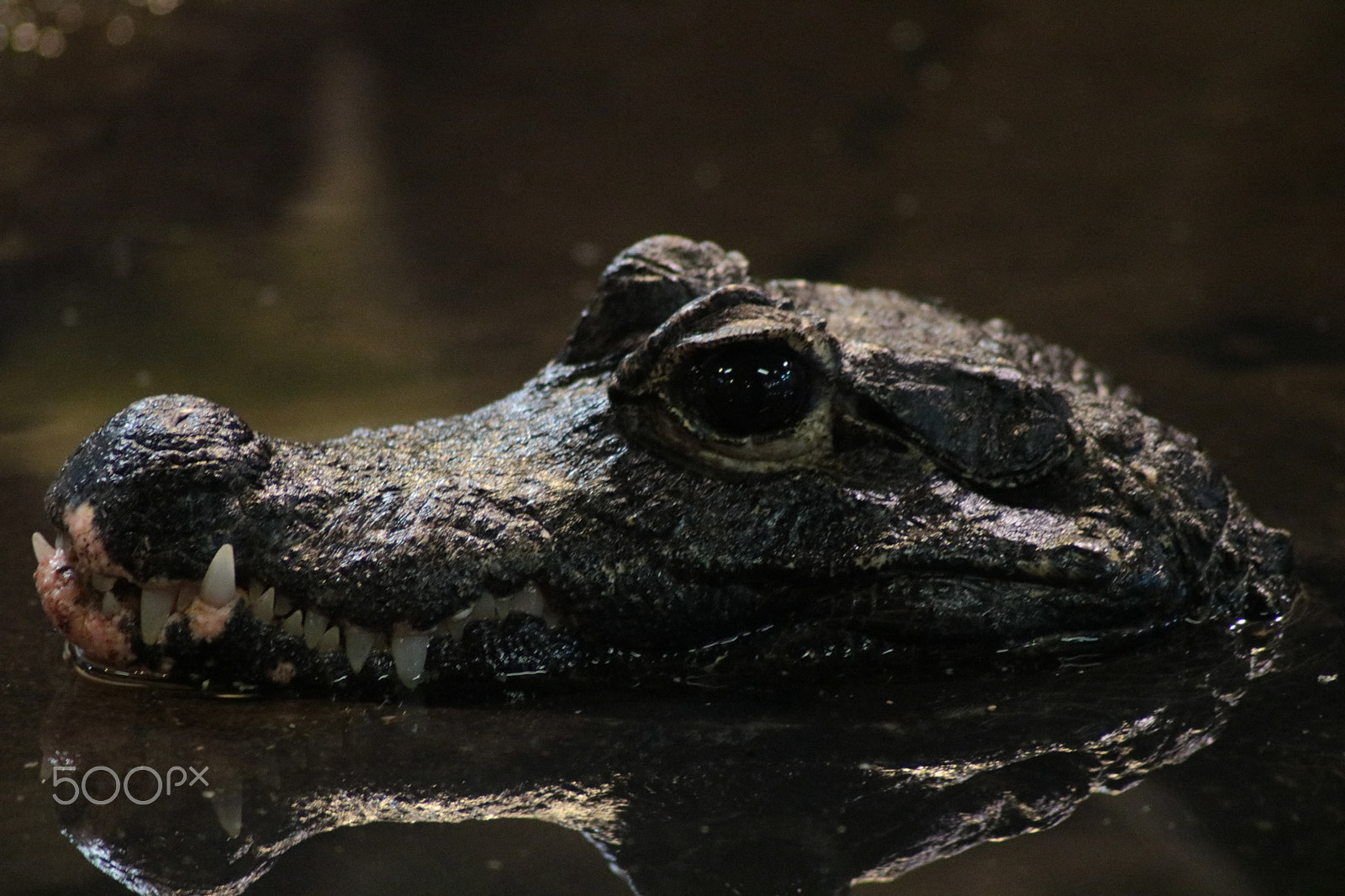 Canon EOS 750D (EOS Rebel T6i / EOS Kiss X8i) sample photo. Stumpfkrokodil photography