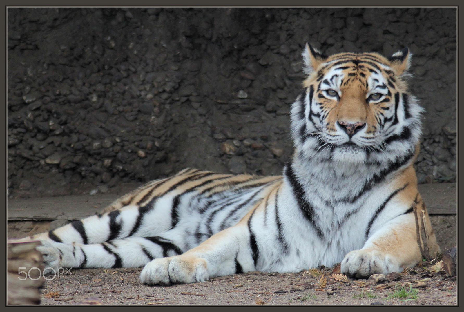 Canon EF 100-300mm f/5.6 sample photo. Zoo duisburg photography