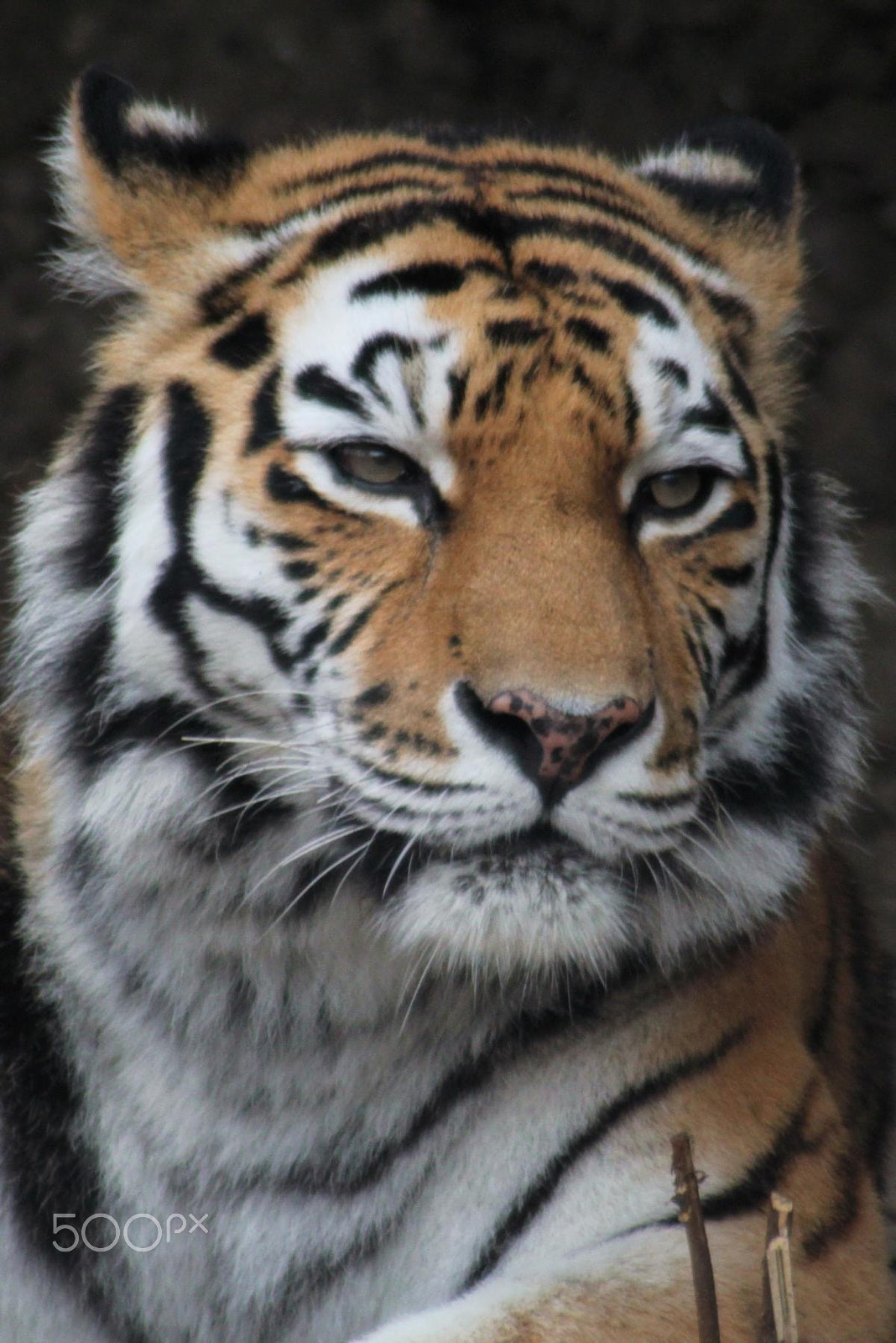 Canon EF 100-300mm f/5.6 sample photo. Zoo duisburg photography