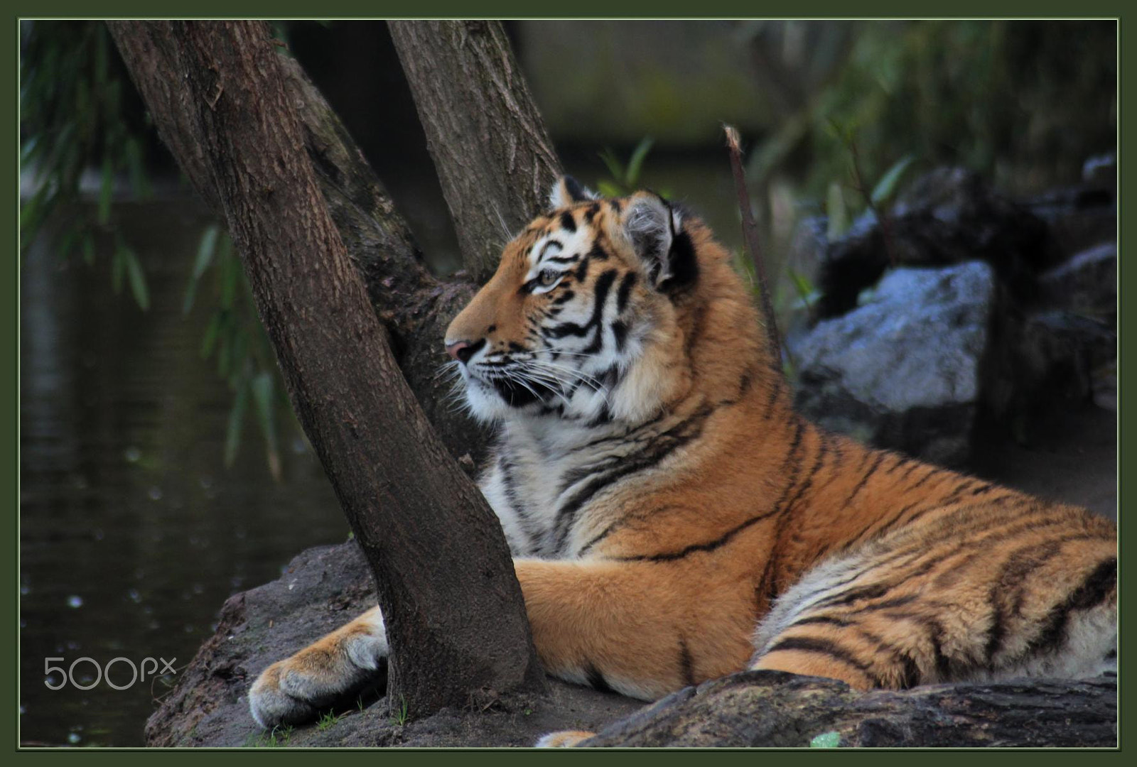 Canon EF 100-300mm f/5.6 sample photo. Zoo duisburg photography