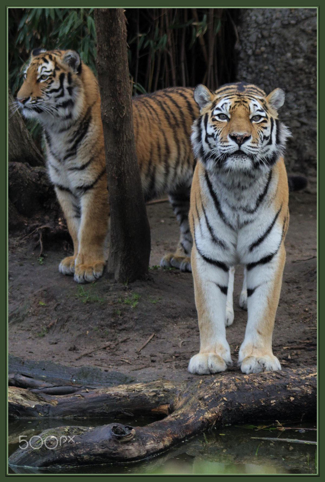 Canon EF 100-300mm f/5.6 sample photo. Zoo duisburg photography