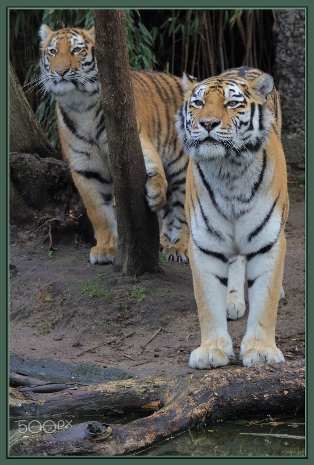 Canon EF 100-300mm f/5.6 sample photo. Zoo duisburg photography