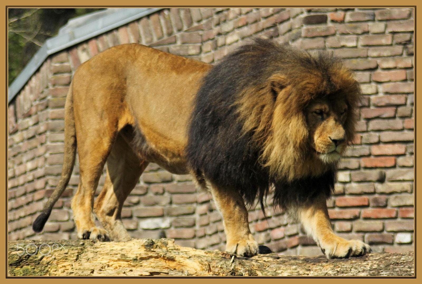 Canon EF 100-300mm f/5.6 sample photo. Zoo duisburg photography