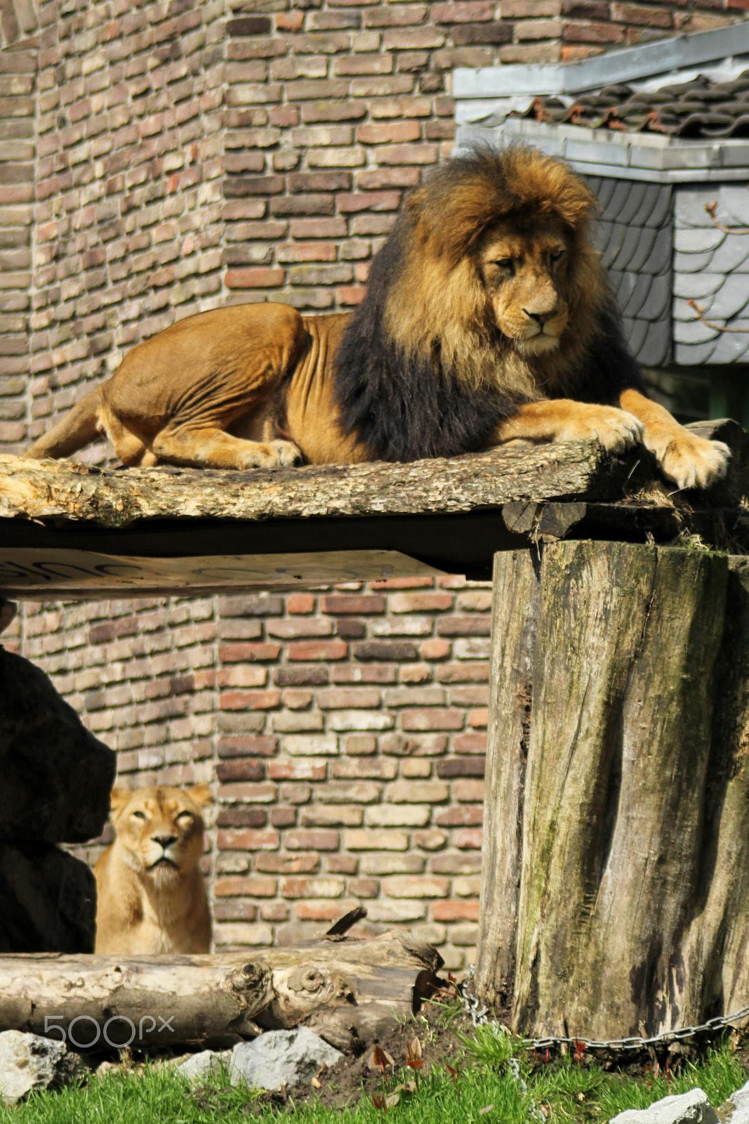 Canon EF 100-300mm f/5.6 sample photo. Zoo duisburg photography