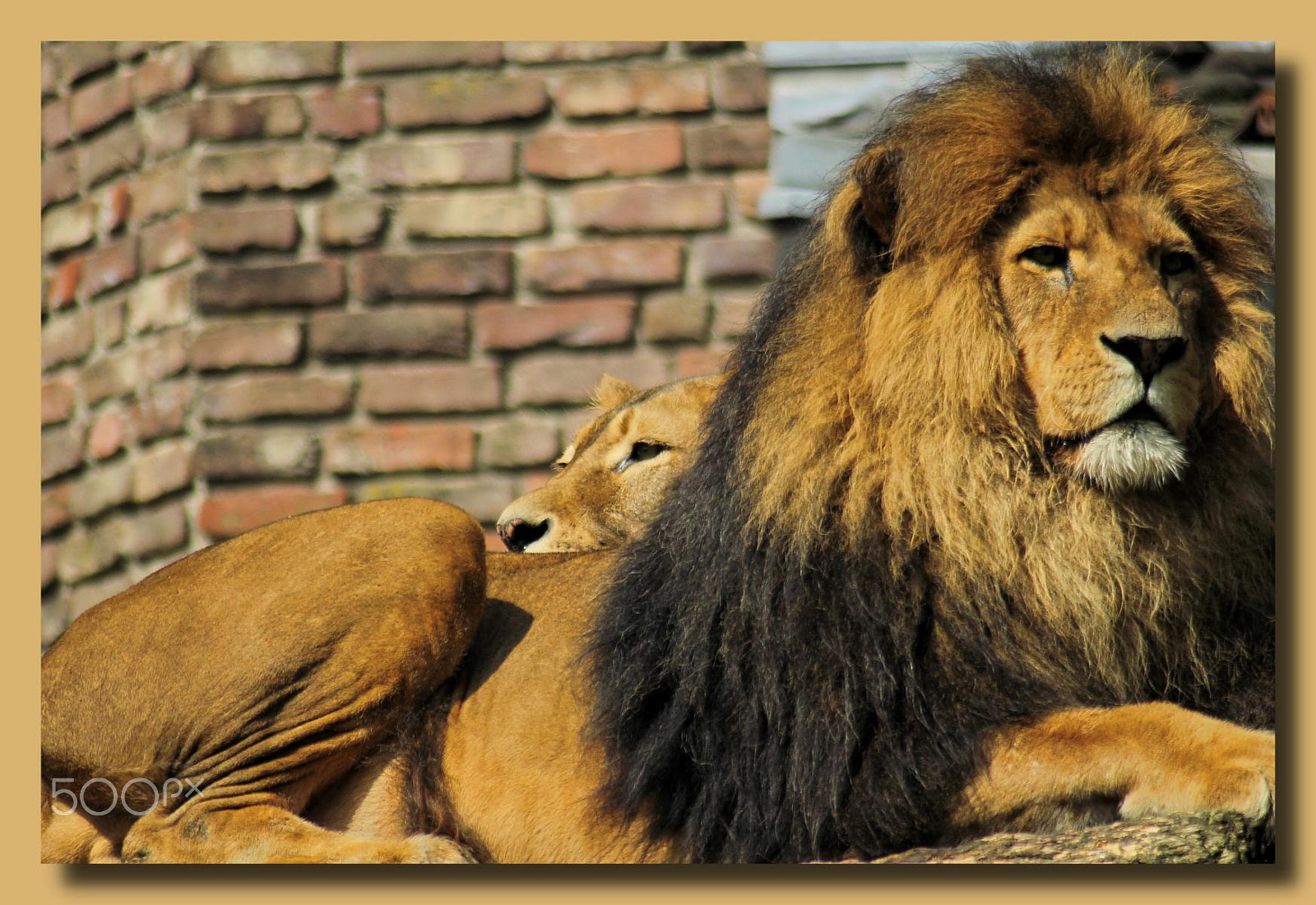 Canon EF 100-300mm f/5.6 sample photo. Zoo duisburg photography