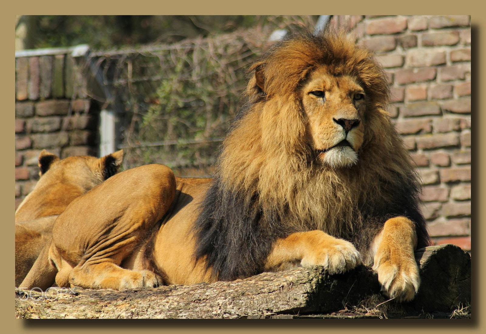 Canon EF 100-300mm f/5.6 sample photo. Zoo duisburg photography