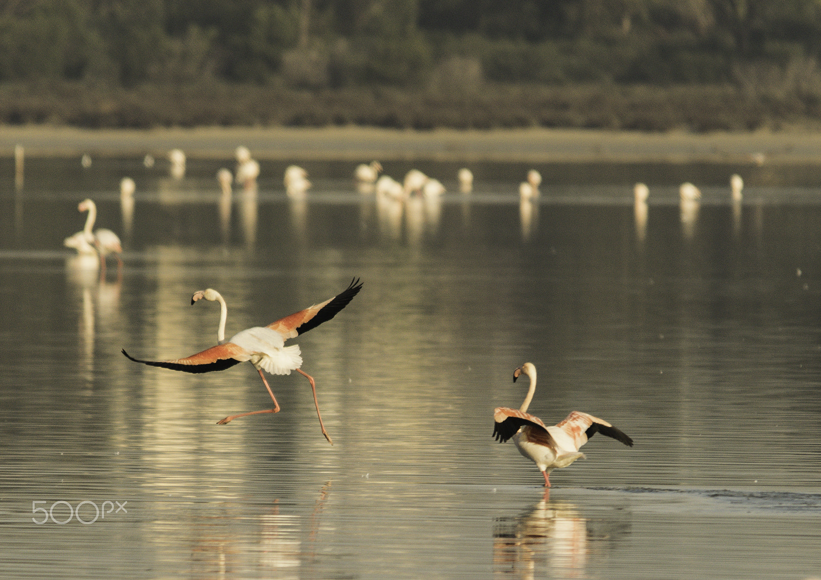 Sigma 150-500mm F5-6.3 DG OS HSM sample photo. Taking flight photography