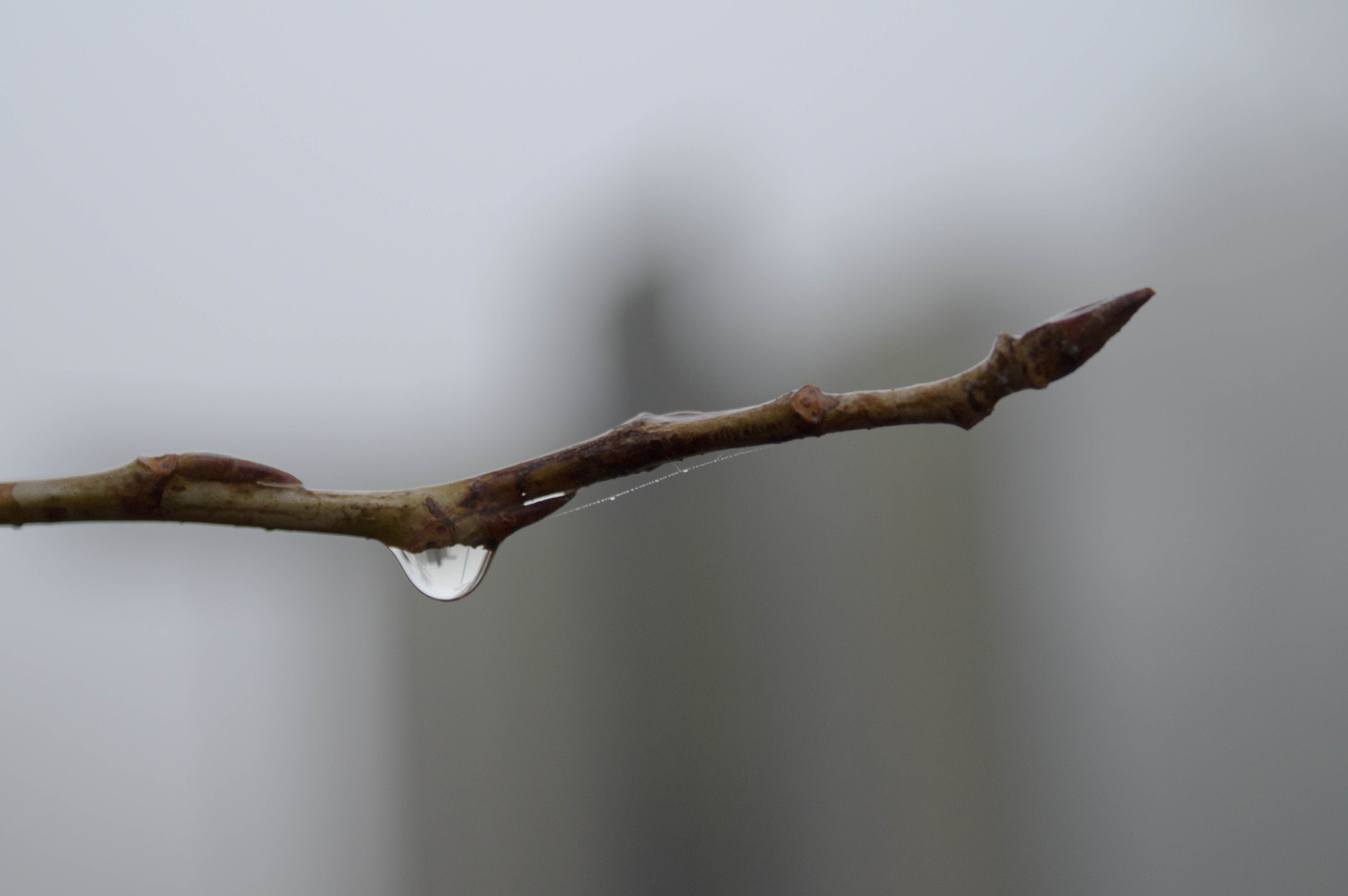 Sony DT 18-70mm F3.5-5.6 sample photo. Branch of tree photography