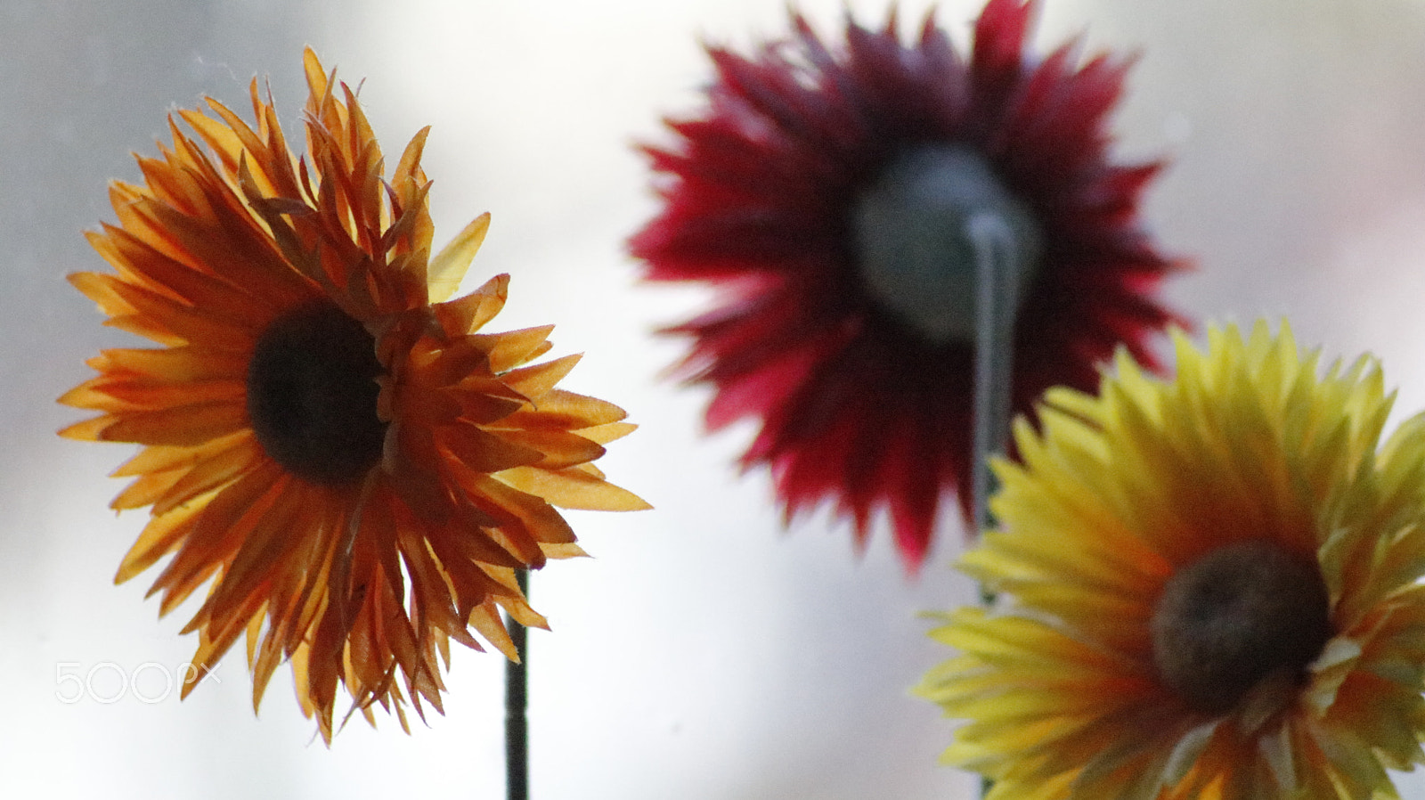Canon EOS 750D (EOS Rebel T6i / EOS Kiss X8i) sample photo. Three flowers photography