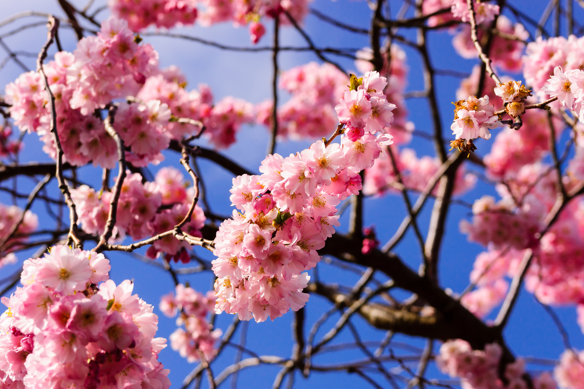 Sony 70-300mm F4.5-5.6 G SSM sample photo. Pink and blue photography