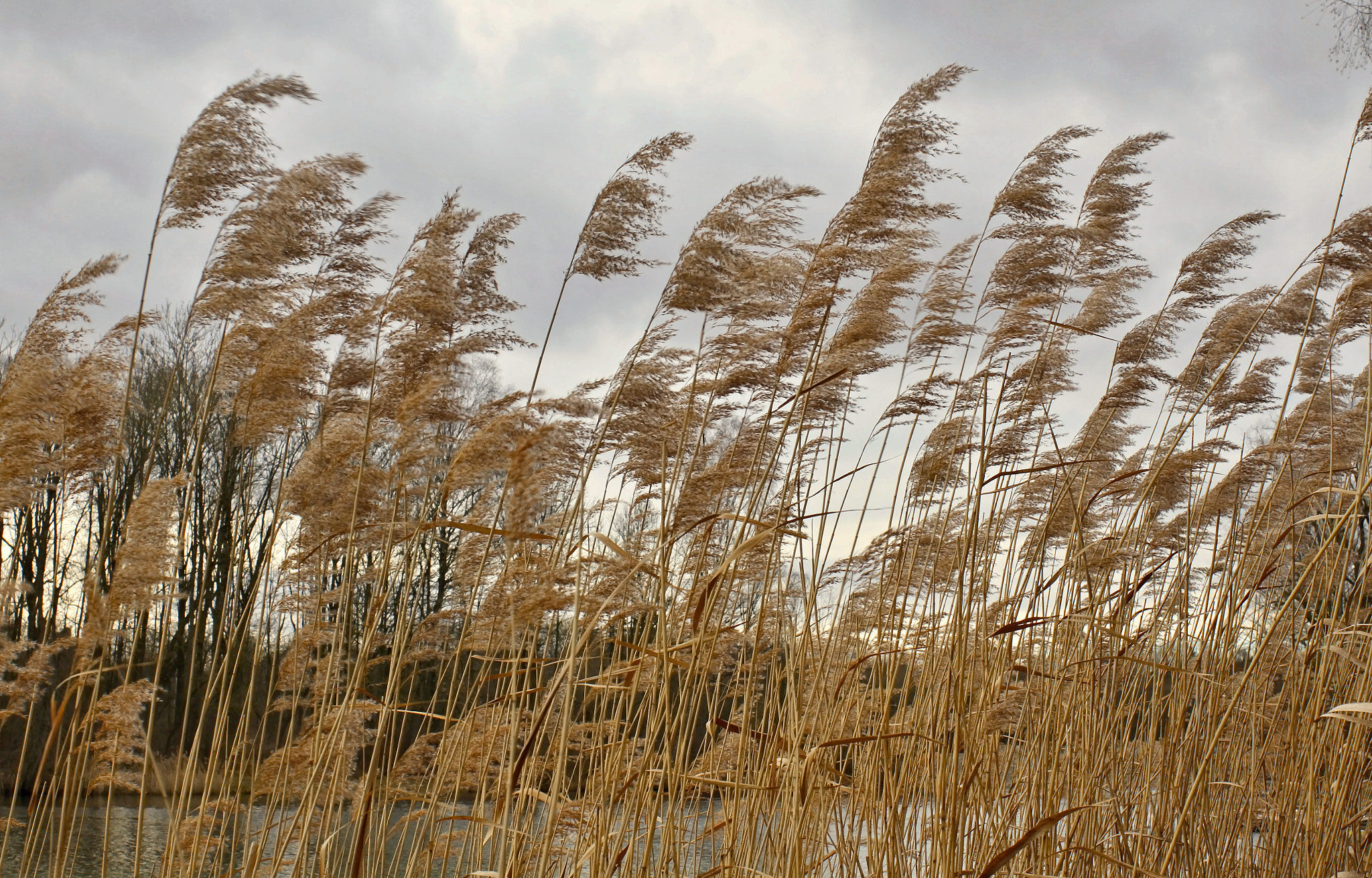 Canon EF 35mm F2 IS USM sample photo. Grasses photography