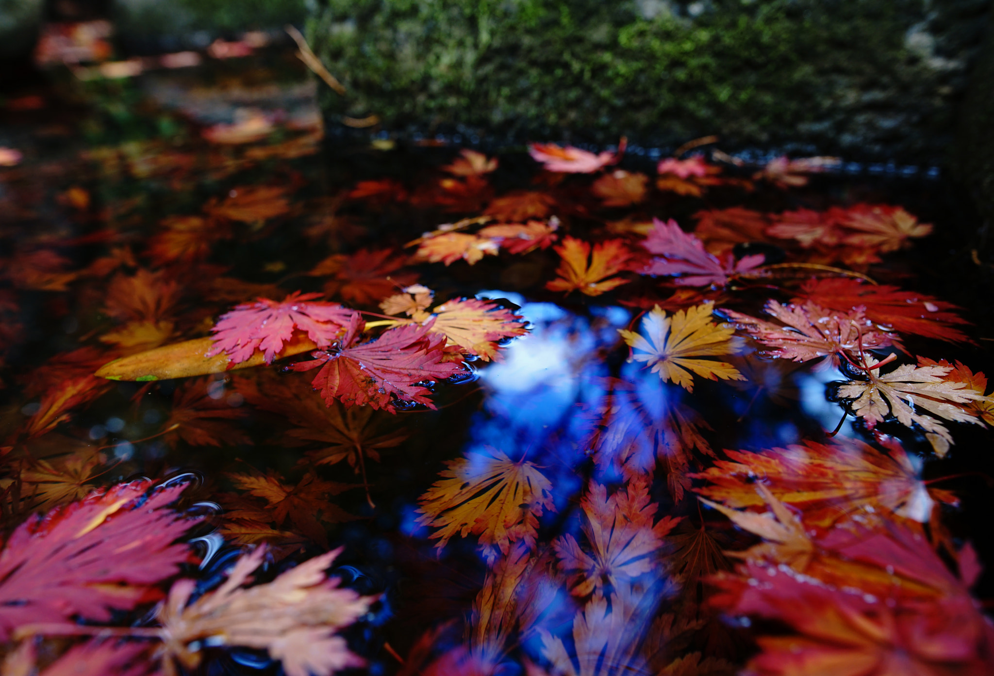 24mm F1.4 sample photo. Farben des herbstes photography