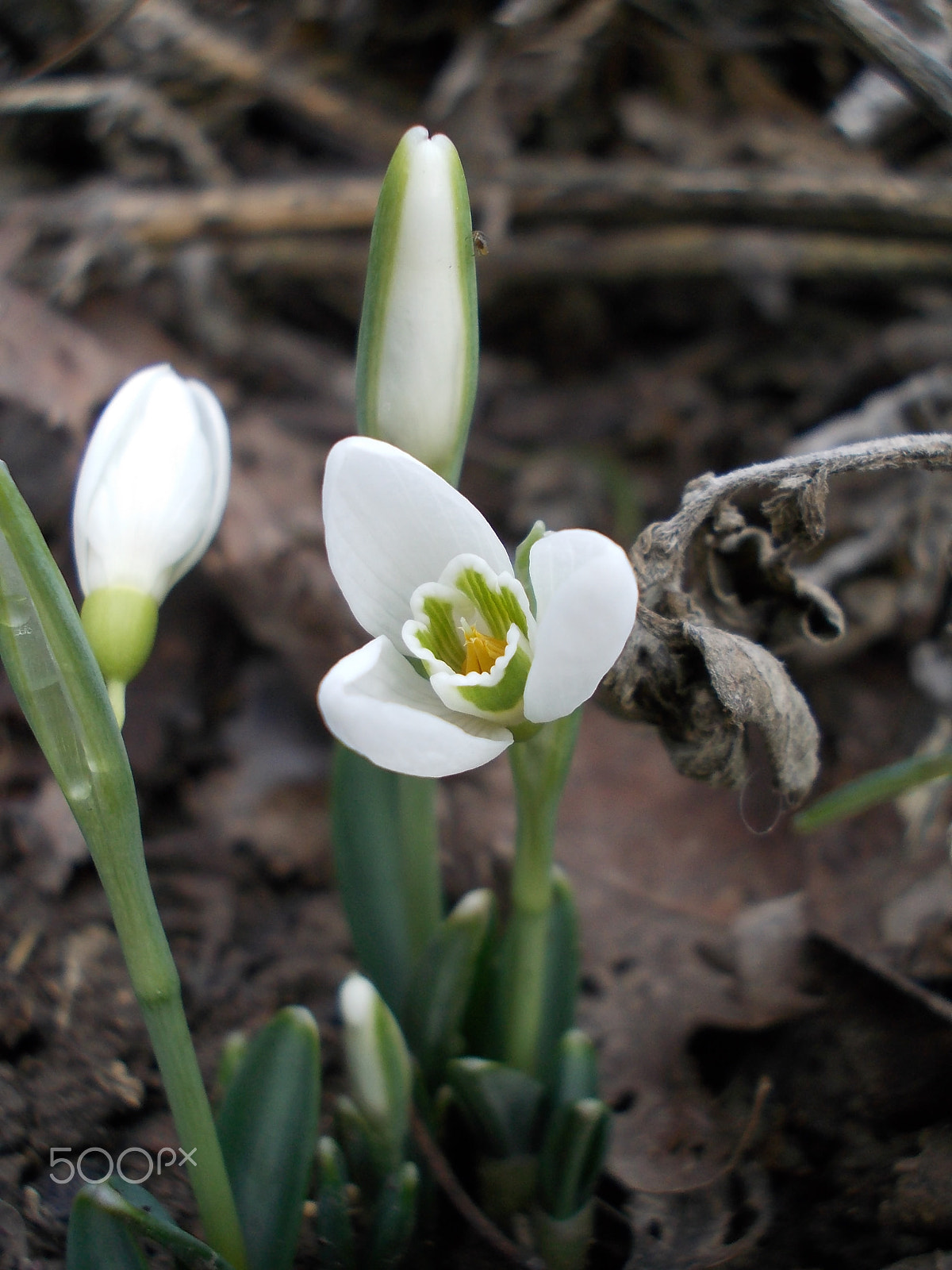 Nikon COOLPIX L23 sample photo. Snowdrop photography