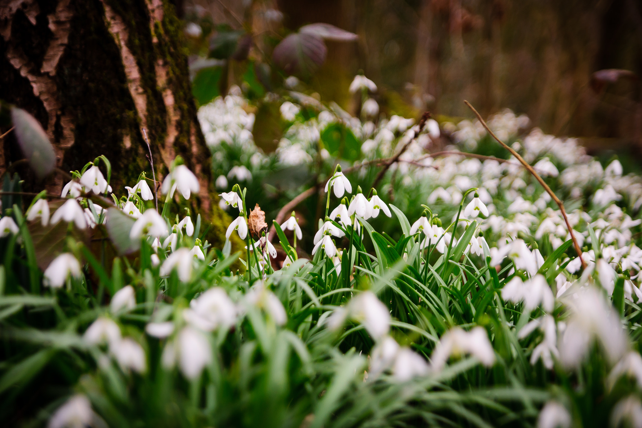 Sony SLT-A65 (SLT-A65V) + Tamron SP 24-70mm F2.8 Di VC USD sample photo. Wild snowdrops photography