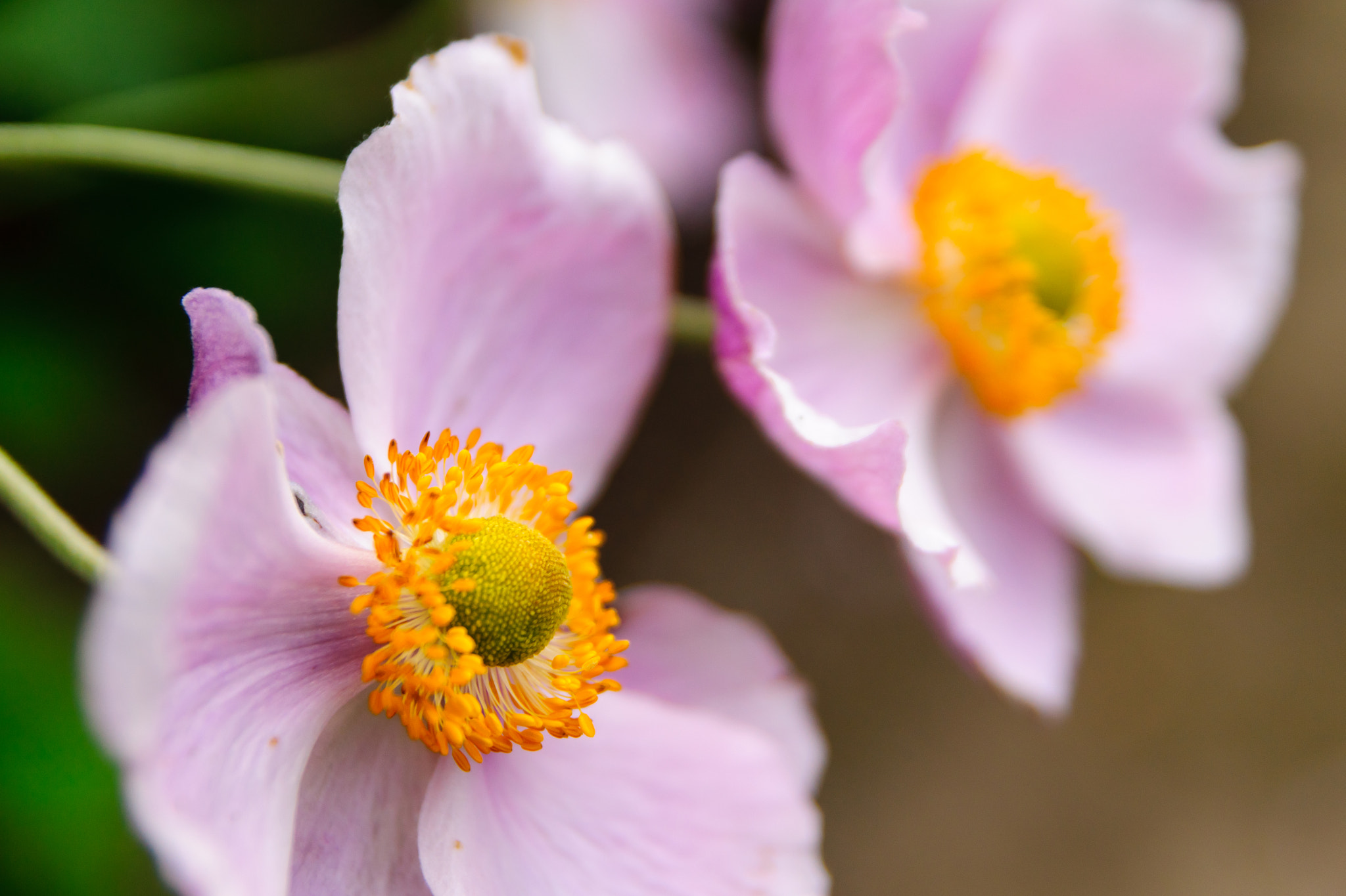 Sony SLT-A65 (SLT-A65V) + Tamron SP 24-70mm F2.8 Di VC USD sample photo. Pink and yellow photography