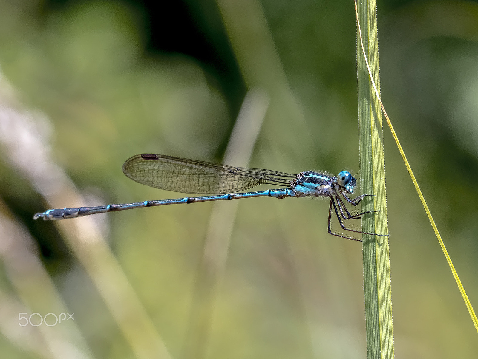 Canon EF 100mm F2.8 Macro USM sample photo. Blue damselfly photography