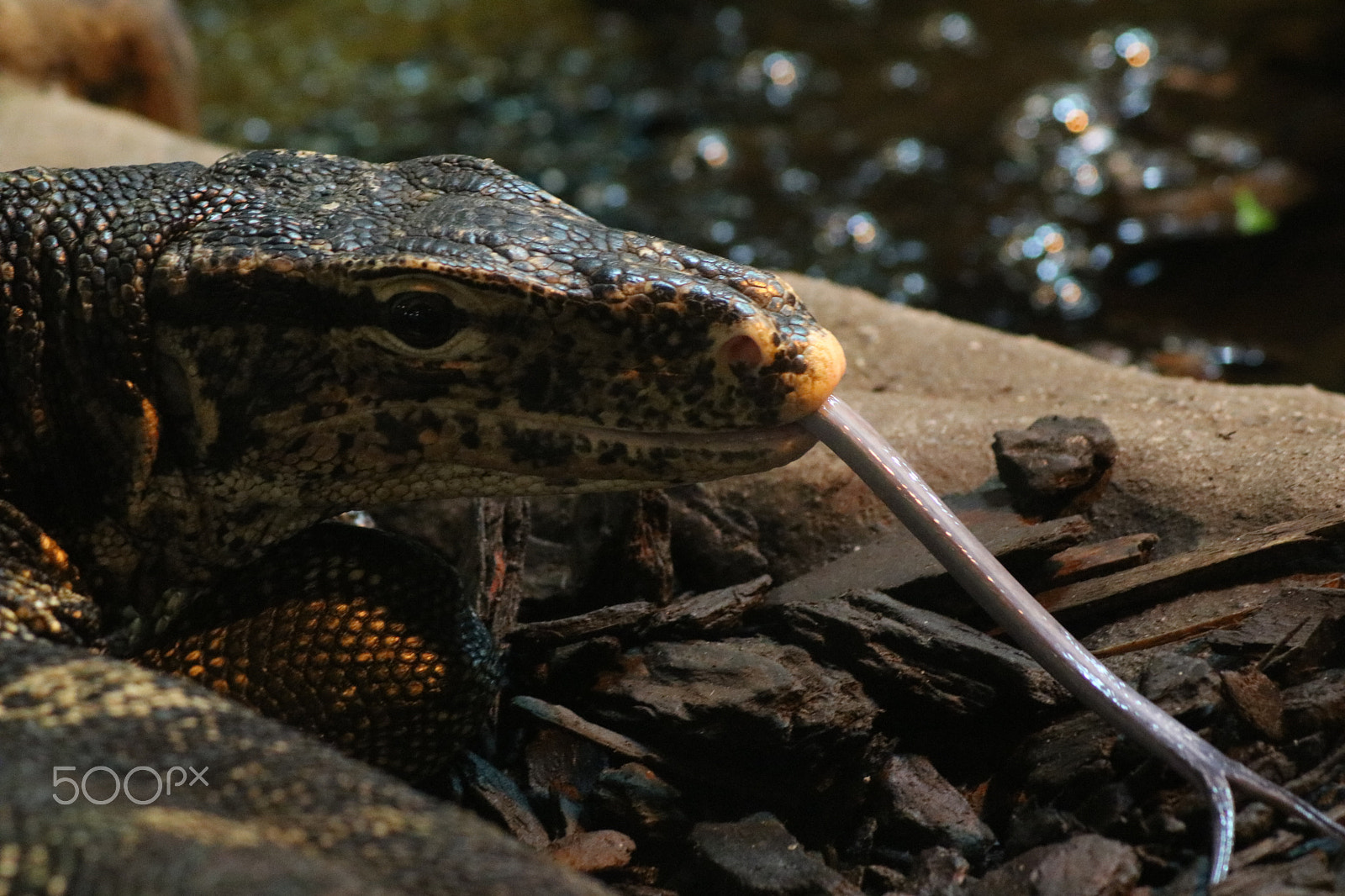 Canon EOS 750D (EOS Rebel T6i / EOS Kiss X8i) sample photo. The lizard´s tongue photography