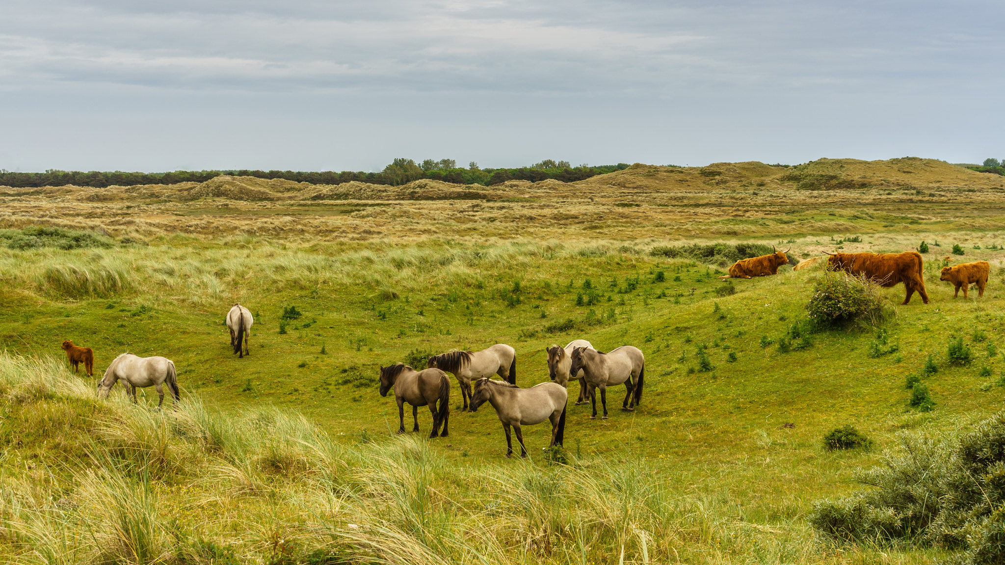 Sony E 35mm F1.8 OSS sample photo. Animals of holland photography
