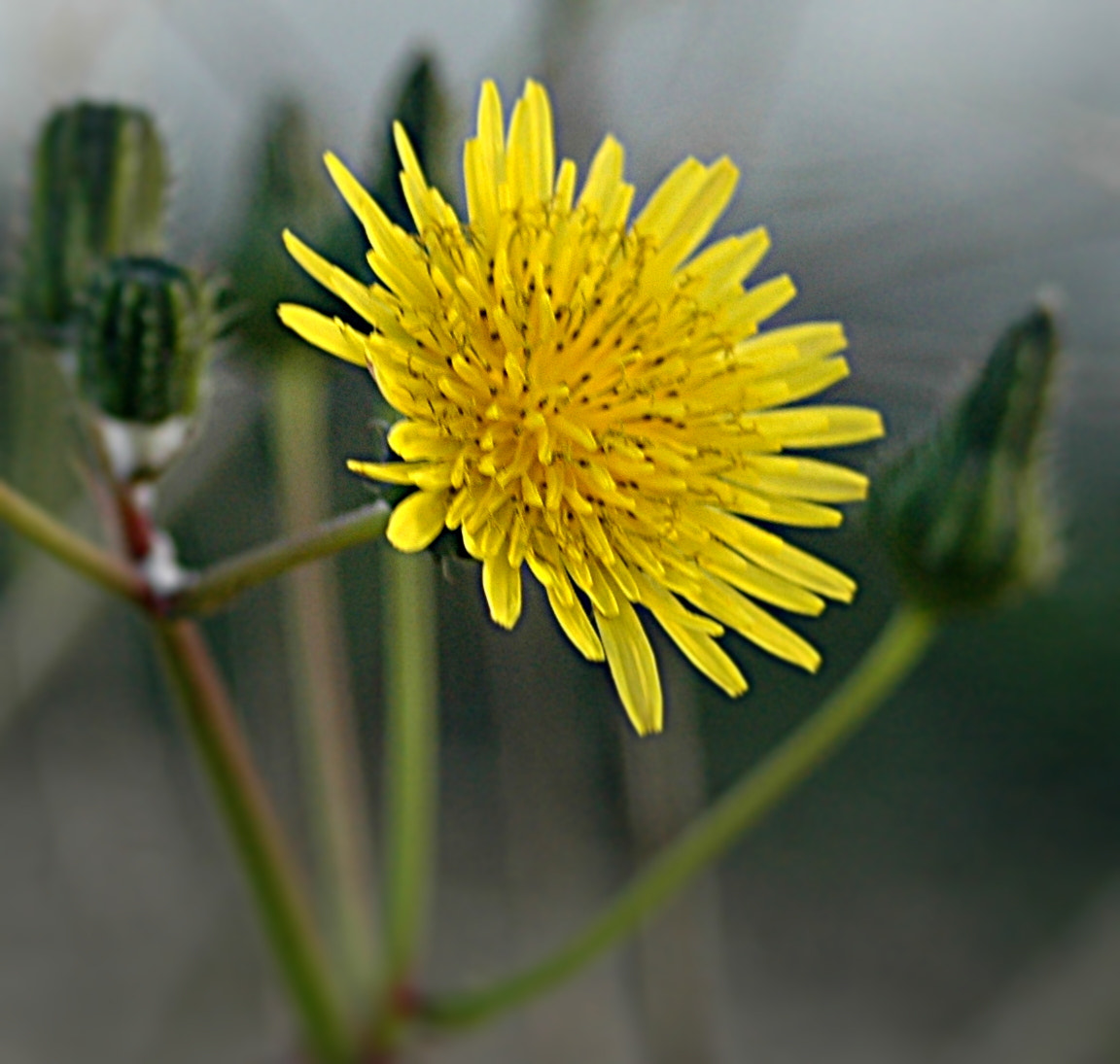 AF Zoom-Nikkor 35-70mm f/3.3-4.5 N sample photo. # photography