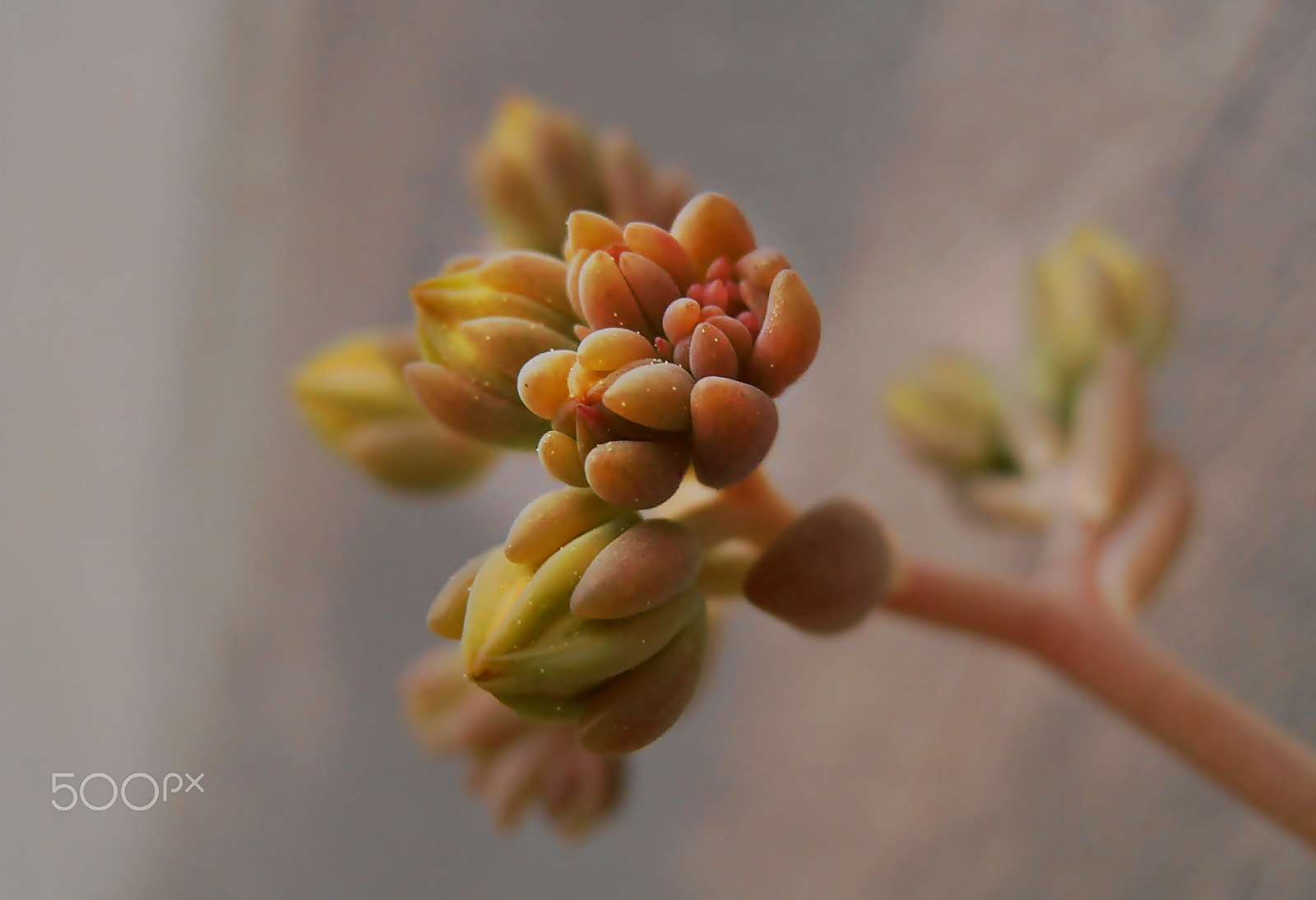 Olympus VR325,VR320,D725 sample photo. "sweet" photography