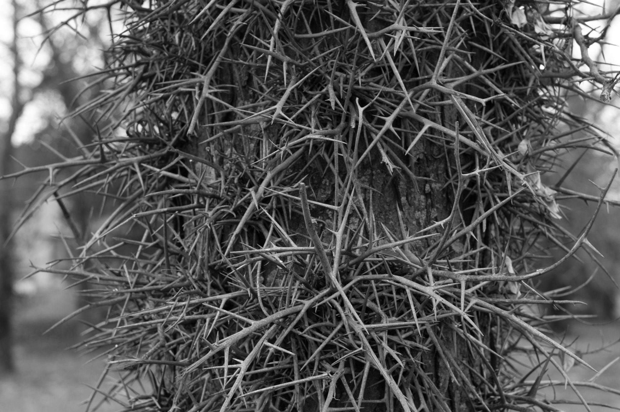 Pentax K-3 II + A Series Lens sample photo. 20160130-imgp1455.jpg photography