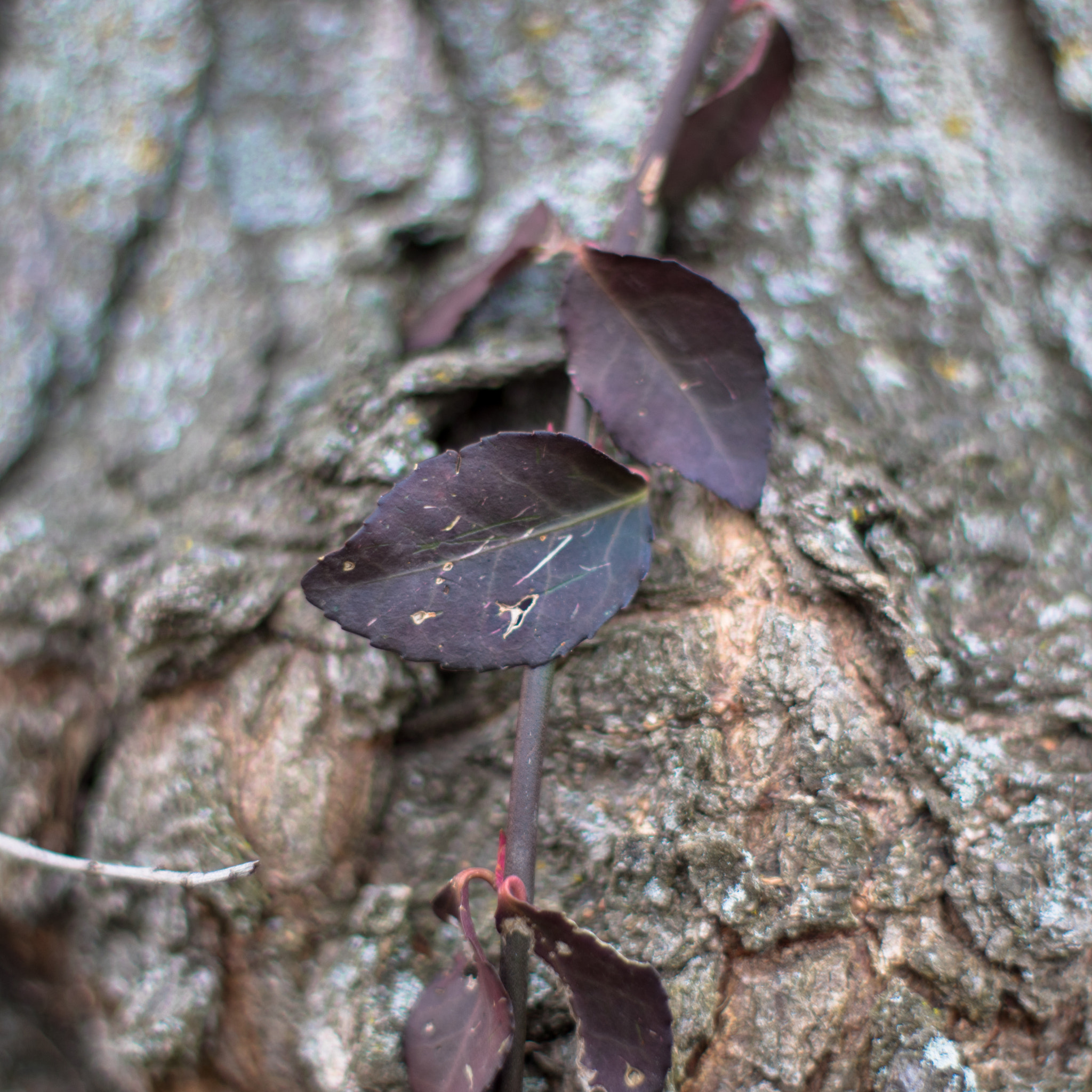Pentax K-3 II + A Series Lens sample photo. 20160130-imgp1477.jpg photography