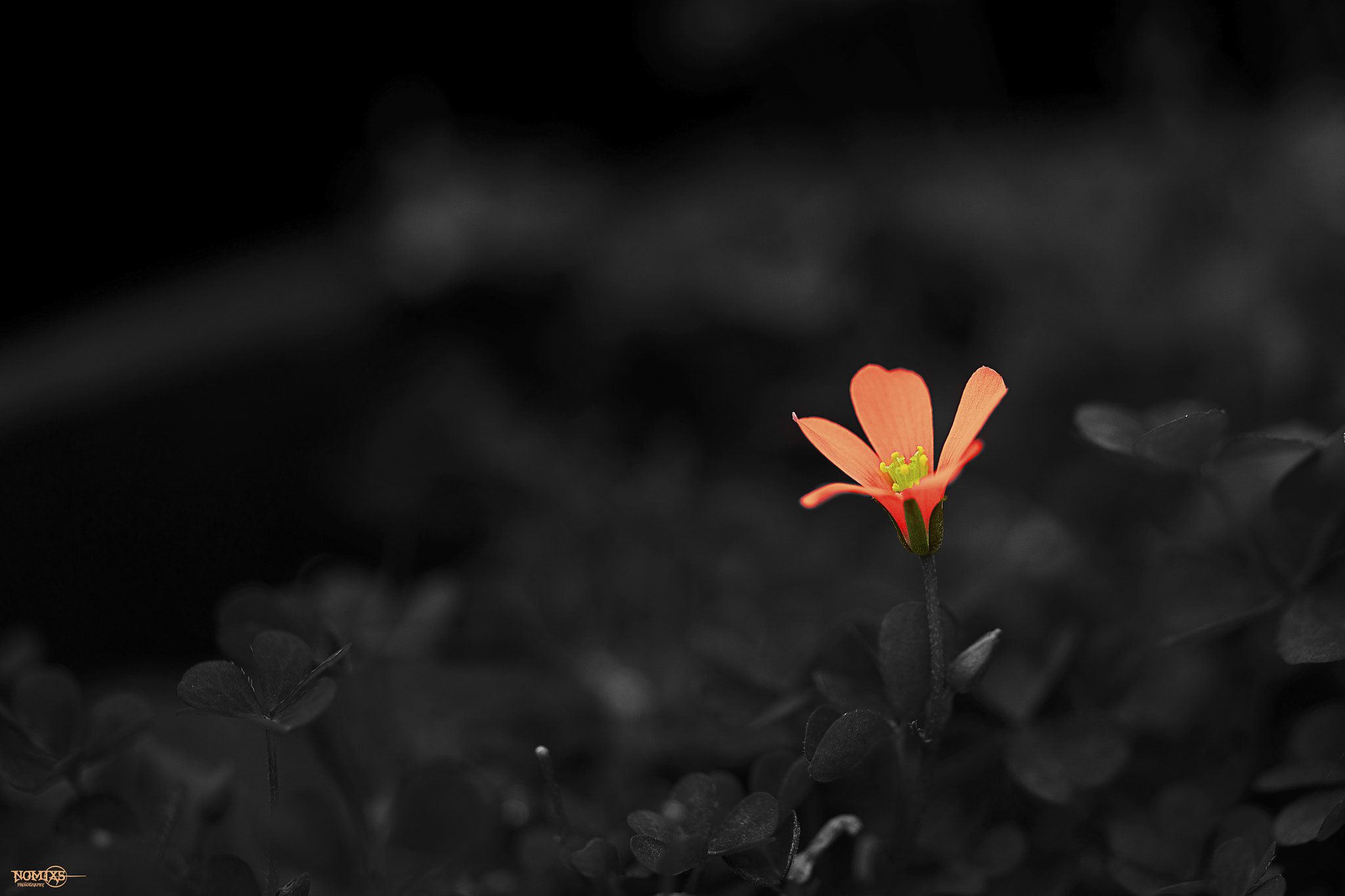 Nikon D800 + AF Micro-Nikkor 55mm f/2.8 sample photo. Little flower photography