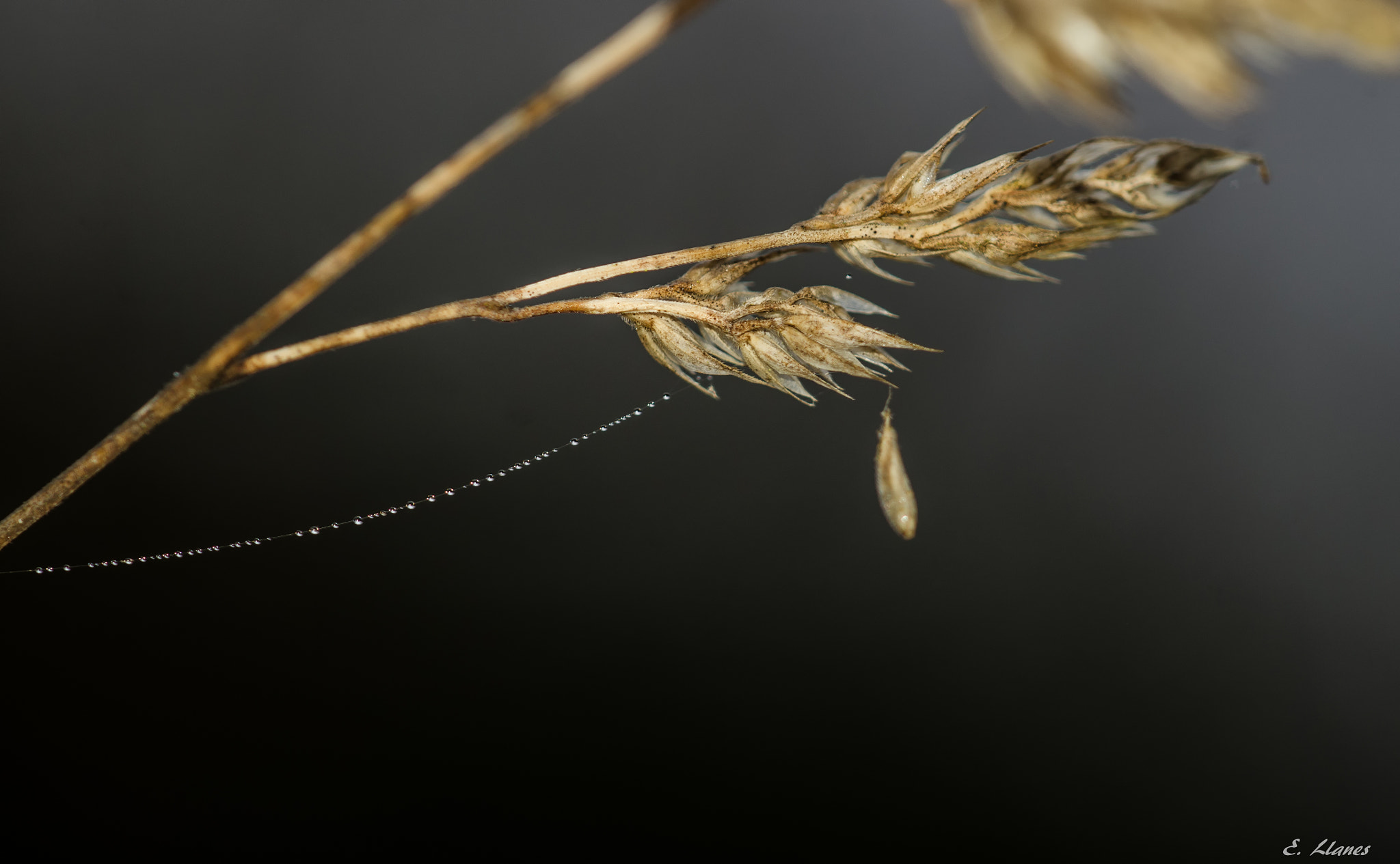 Sigma 150mm F2.8 EX DG Macro HSM sample photo. Al aire photography