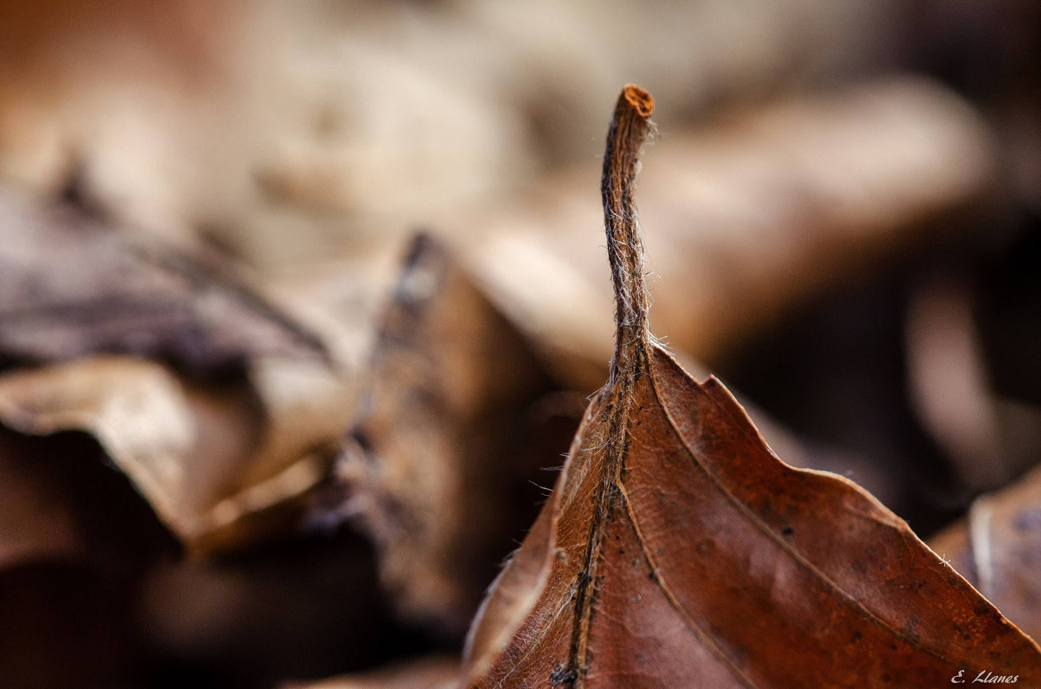 Sigma 150mm F2.8 EX DG Macro HSM sample photo. Habitante del otoño. photography