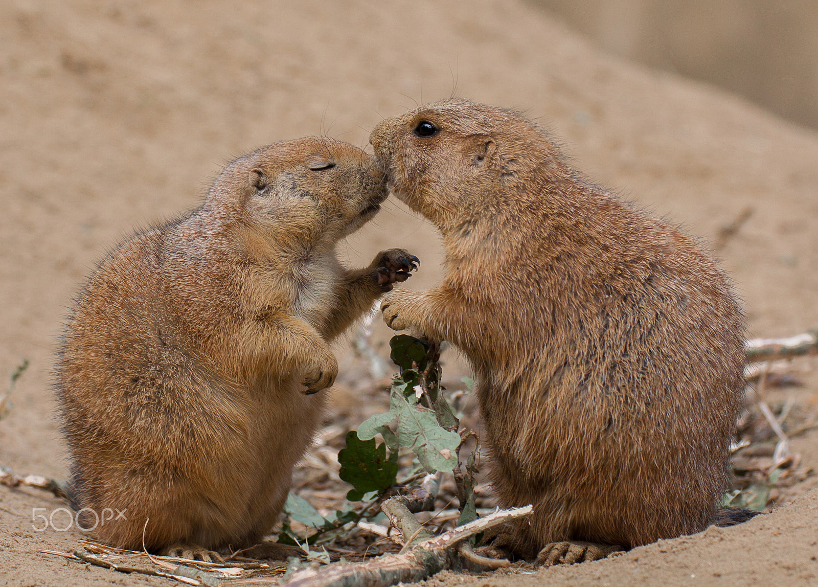 Canon EF 180mm F3.5L Macro USM sample photo. Prairiedog photography