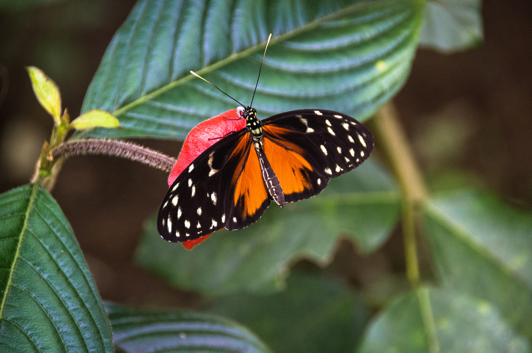 Pentax K-r sample photo. Mariposa photography