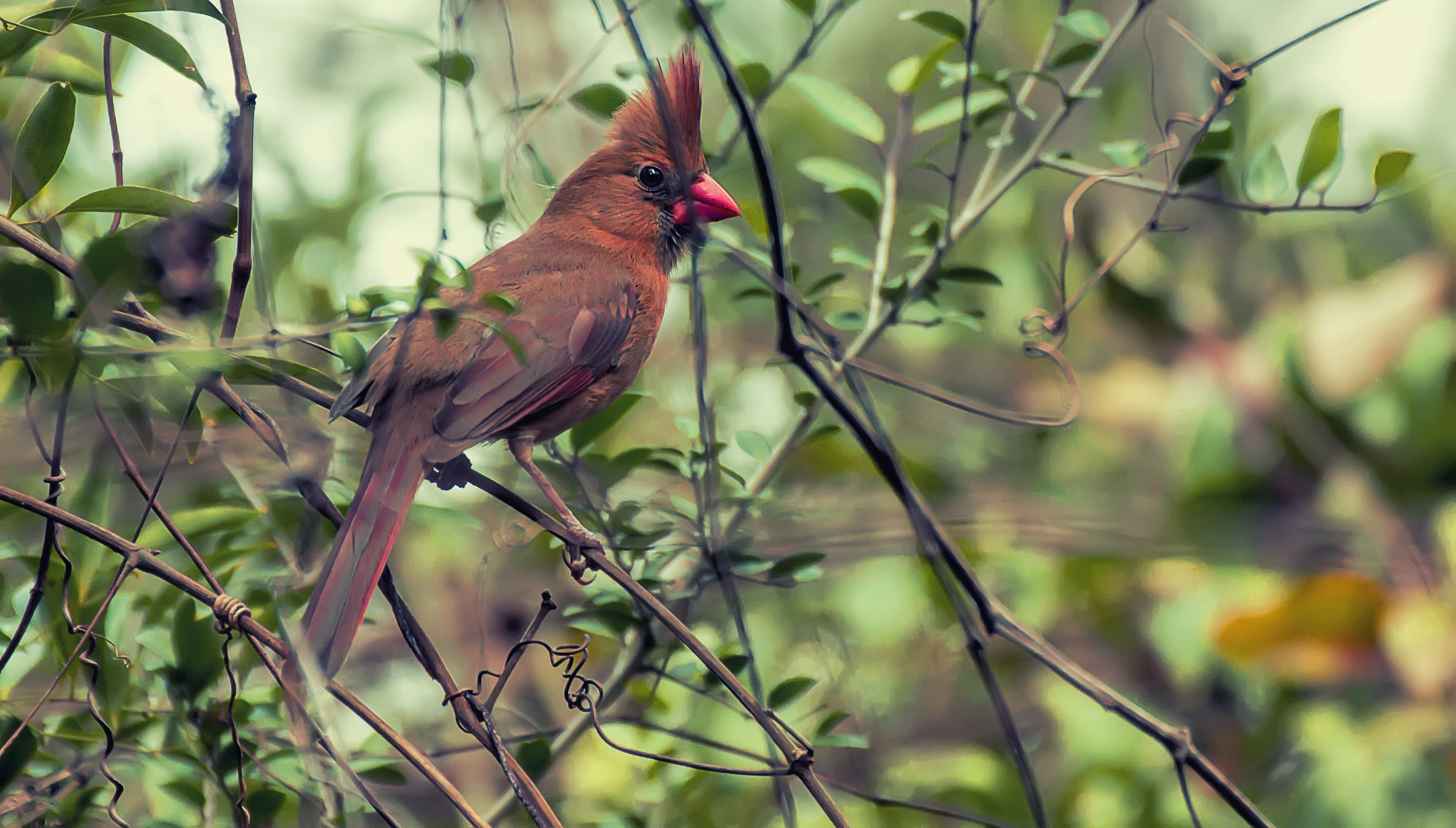 Sony Alpha DSLR-A580 sample photo. Female cardinal photography