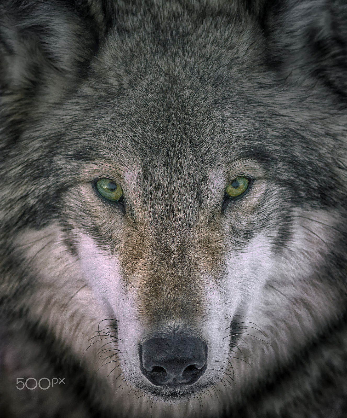 Canon EOS 5D Mark II + Canon EF 400mm F5.6L USM sample photo. Gray wolf portrait photography