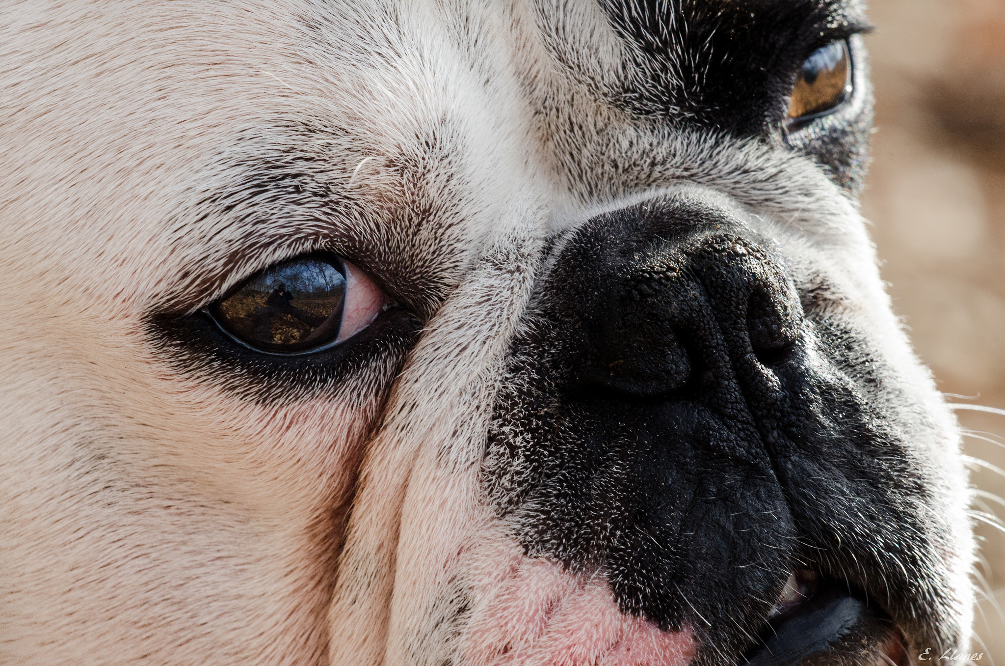 Sigma 150mm F2.8 EX DG Macro HSM sample photo. Koko photography