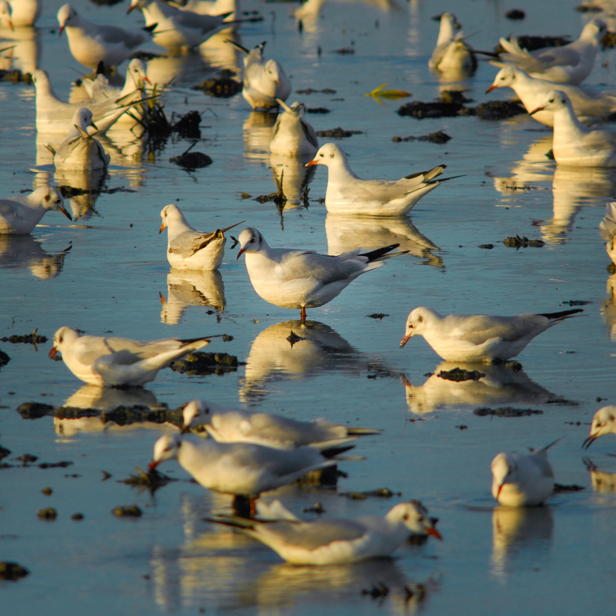 Nikon AF-S Nikkor 300mm F2.8G ED VR II sample photo. Gaviota reidora comun, larus ridibundus photography