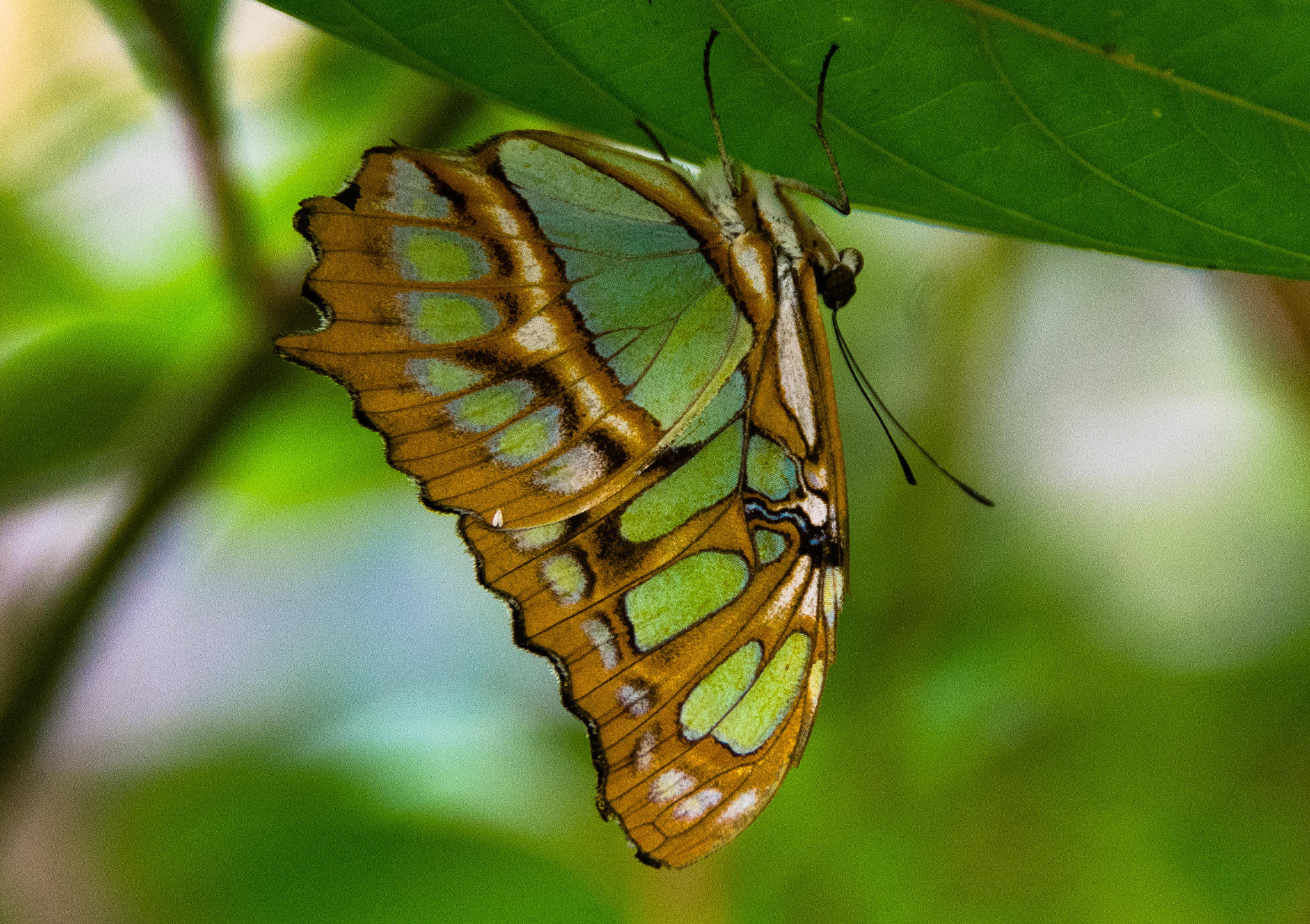 Pentax K-r sample photo. Transparencia photography