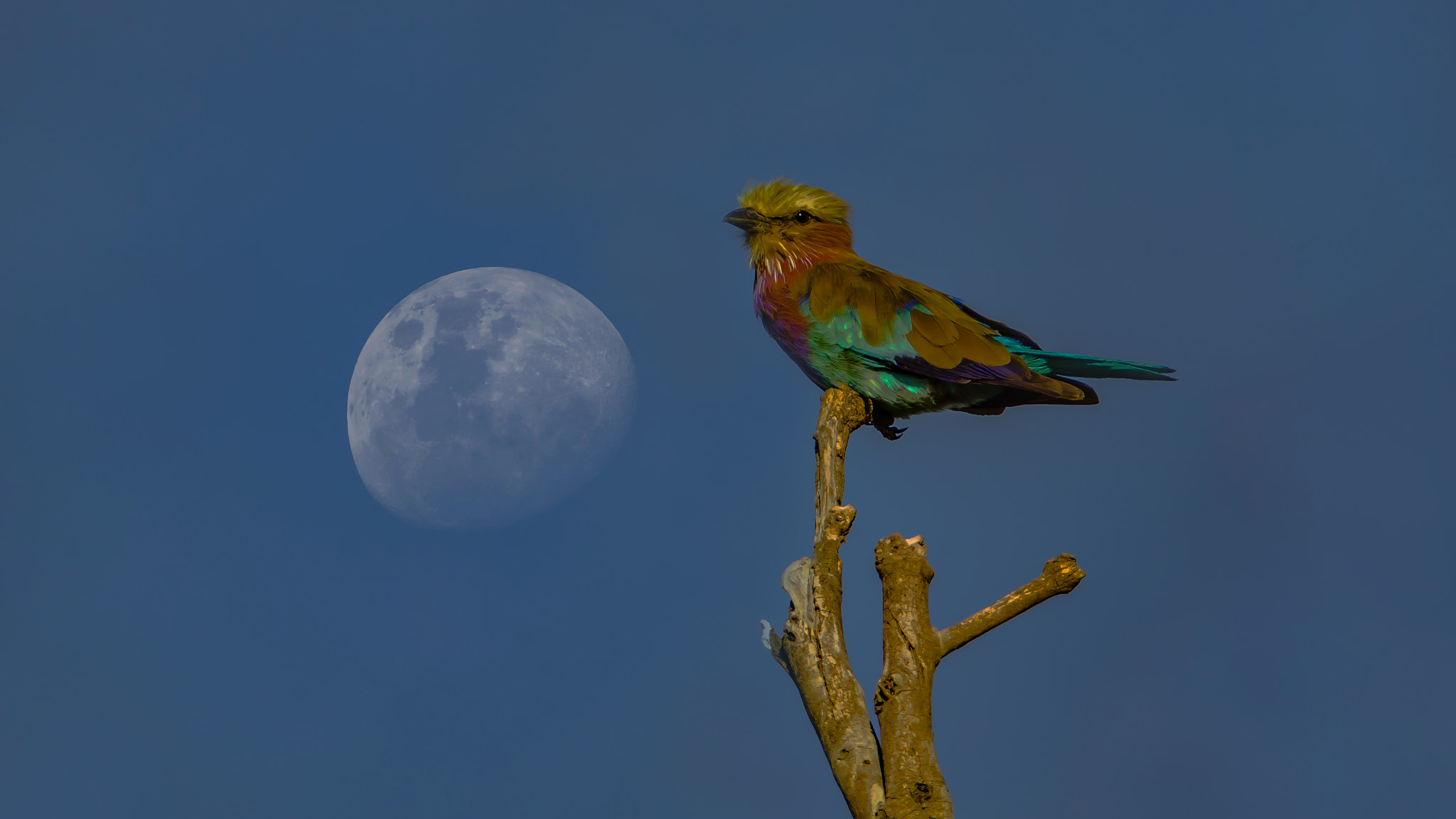 Canon EF 400mm F2.8L IS II USM sample photo. Lilac-breasted roller photography