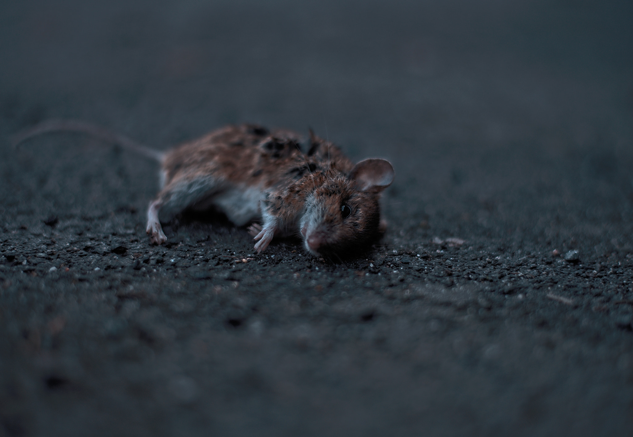 50.0mm F1.8 sample photo. Dead mouse photography